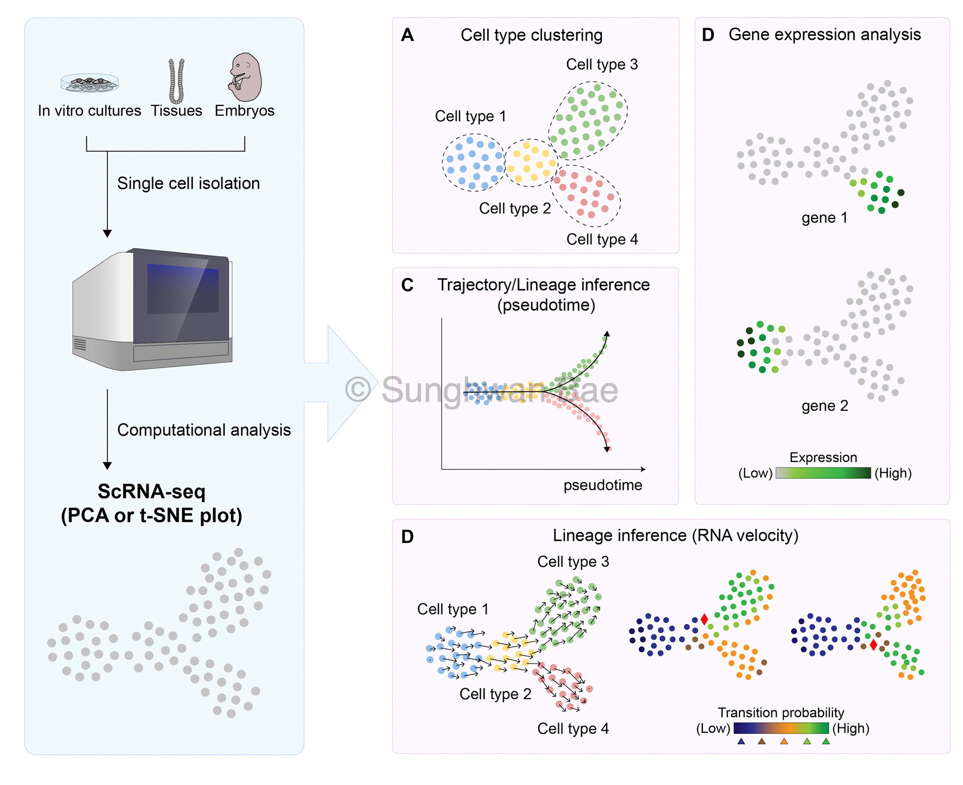 Scientific illustration for Dr.Ji-Hyun LEE