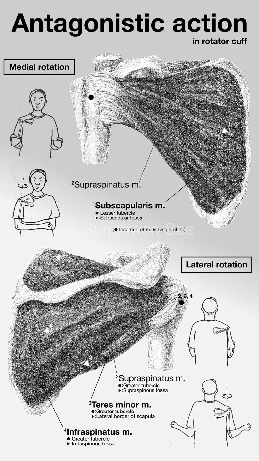 Antagonistic action in Rotator cuff