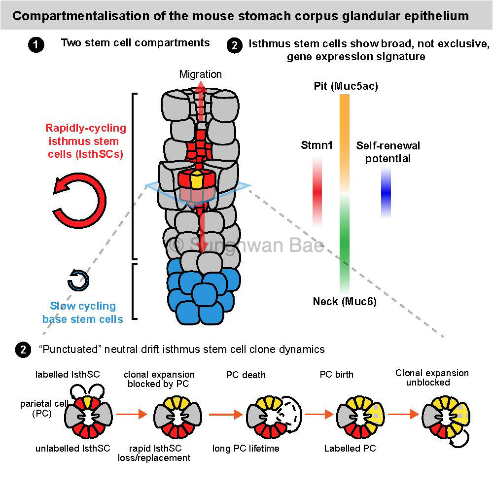 Scientific illustration for Dr.Seungmin Han