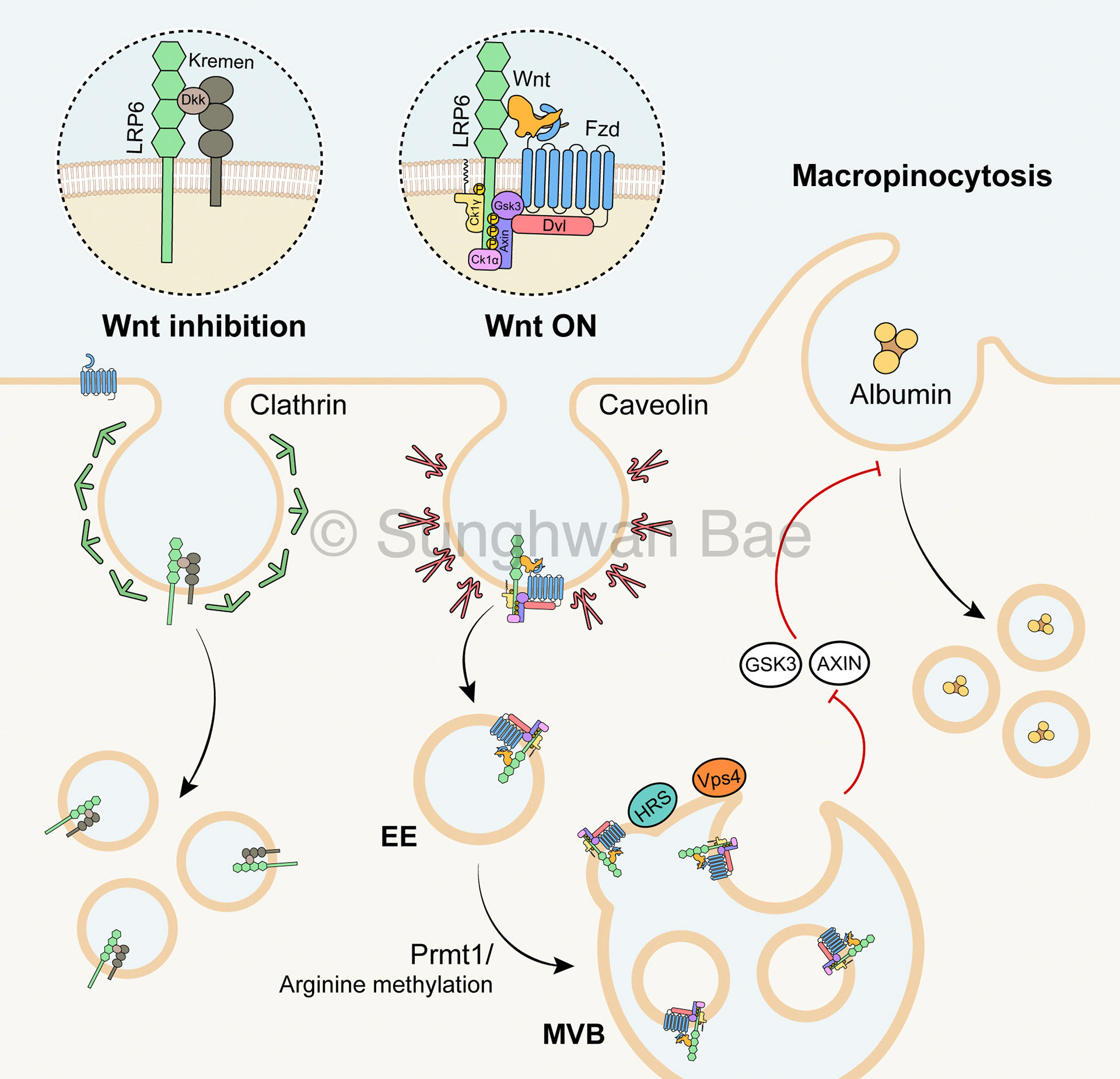 Scientific illustration for Dr.Gabriele Colozza