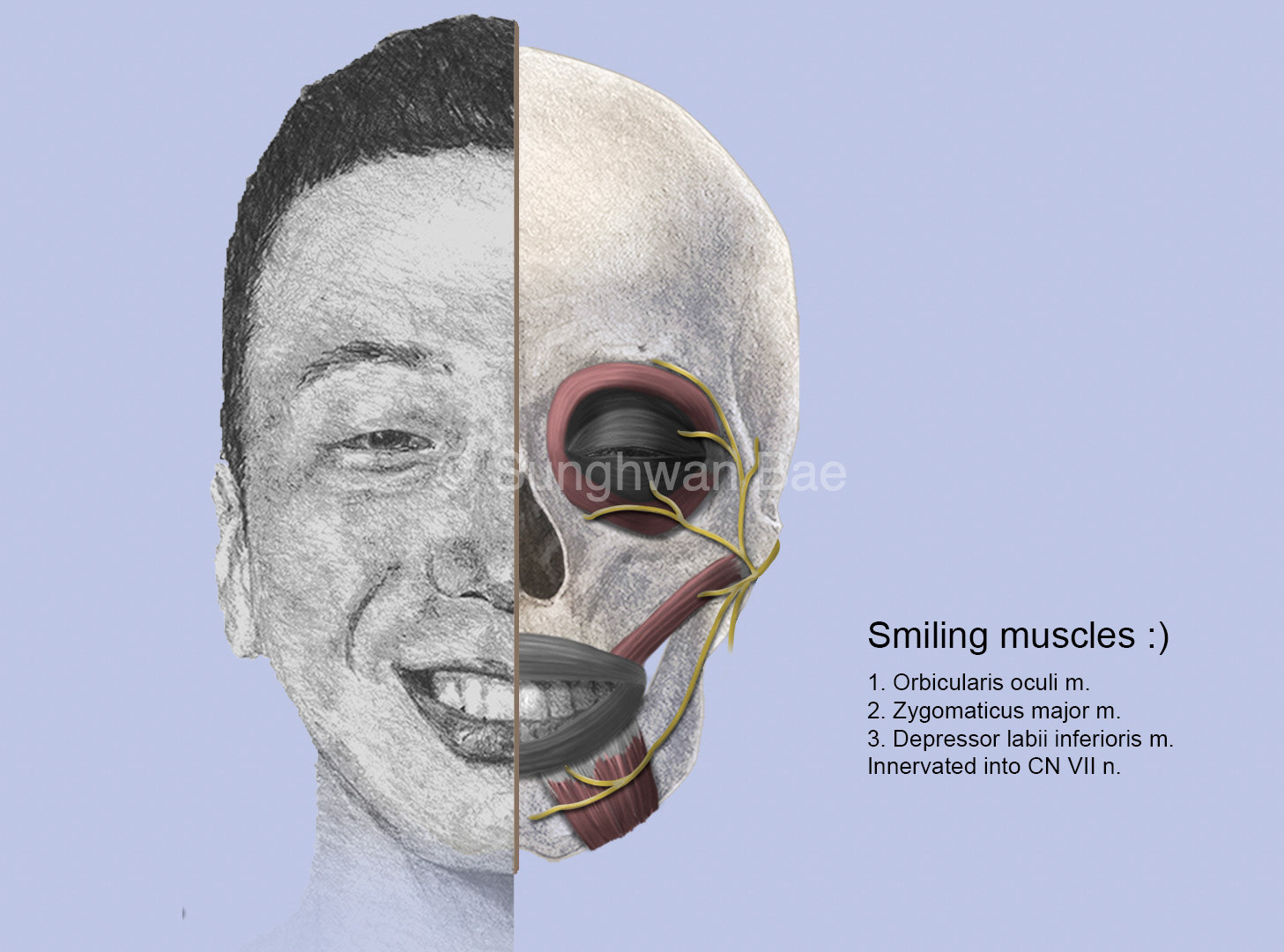 Skull, nerve, muscles for smile expressions.