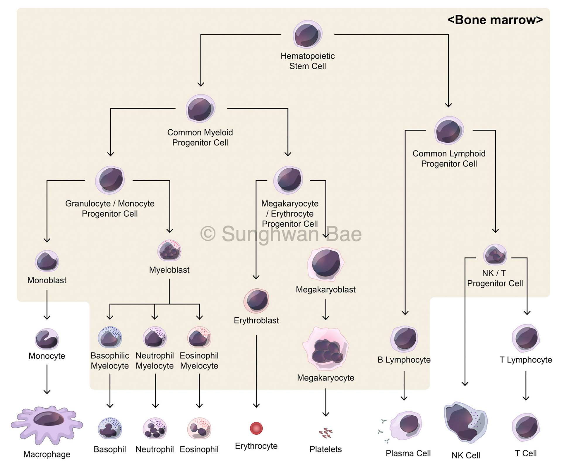 Immune cell differentiation