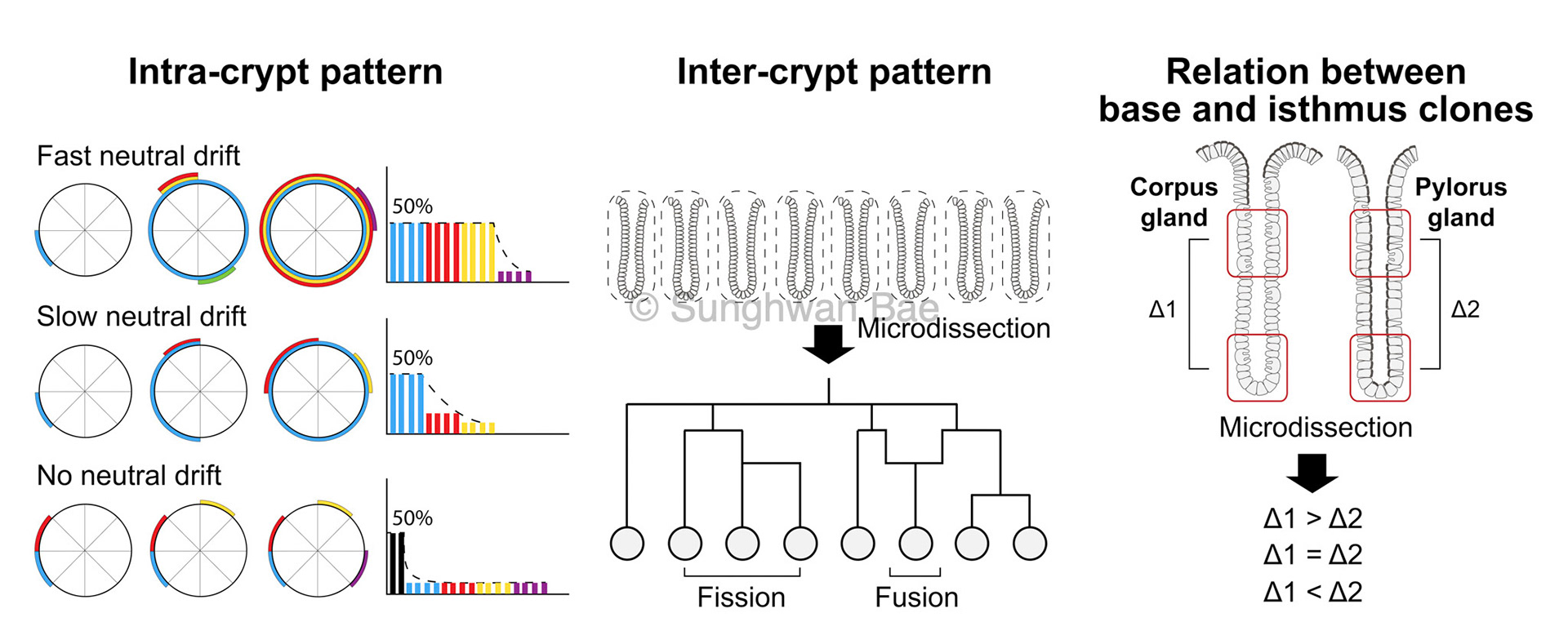 Scientific illustration for Dr.Bon-Kyoung Koo