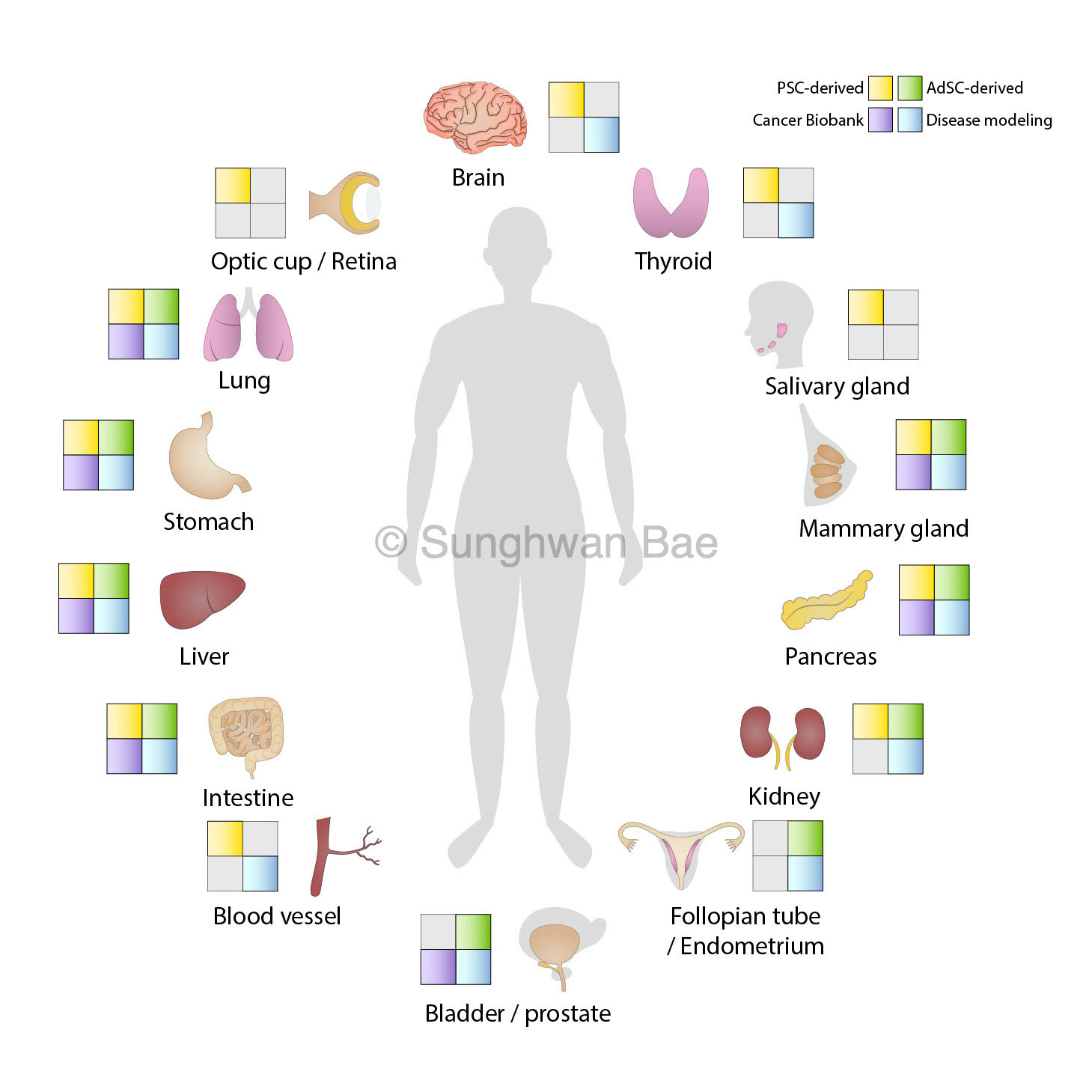 Scientific illustration for Dr.Jihoon Kim
