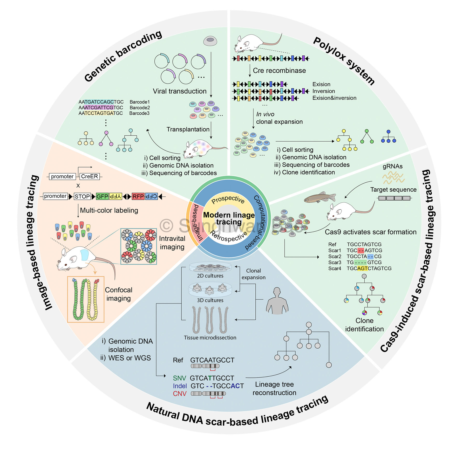 Scientific illustration for Dr.Ji-Hyun LEE