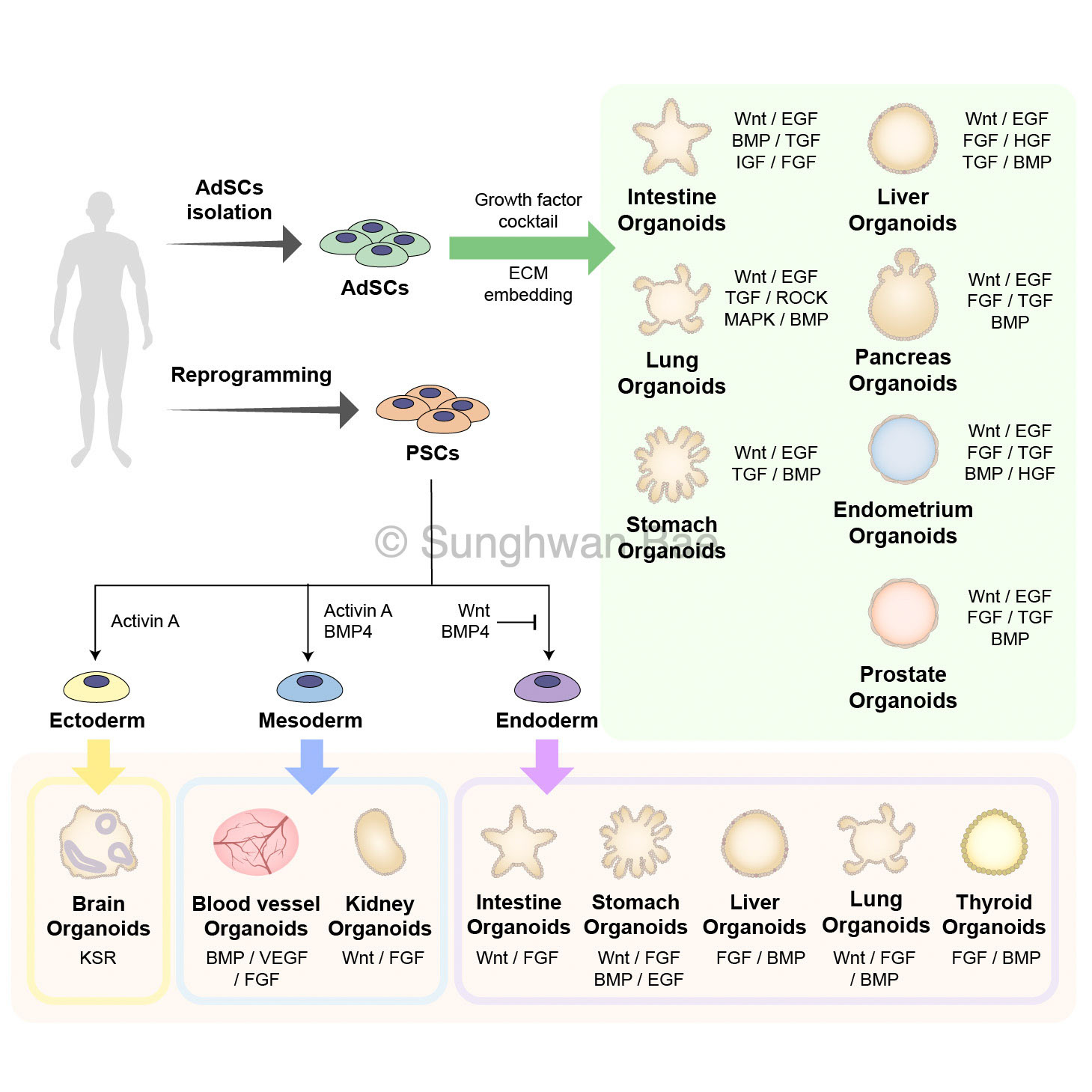 Scientific illustration for Dr.Jihoon Kim