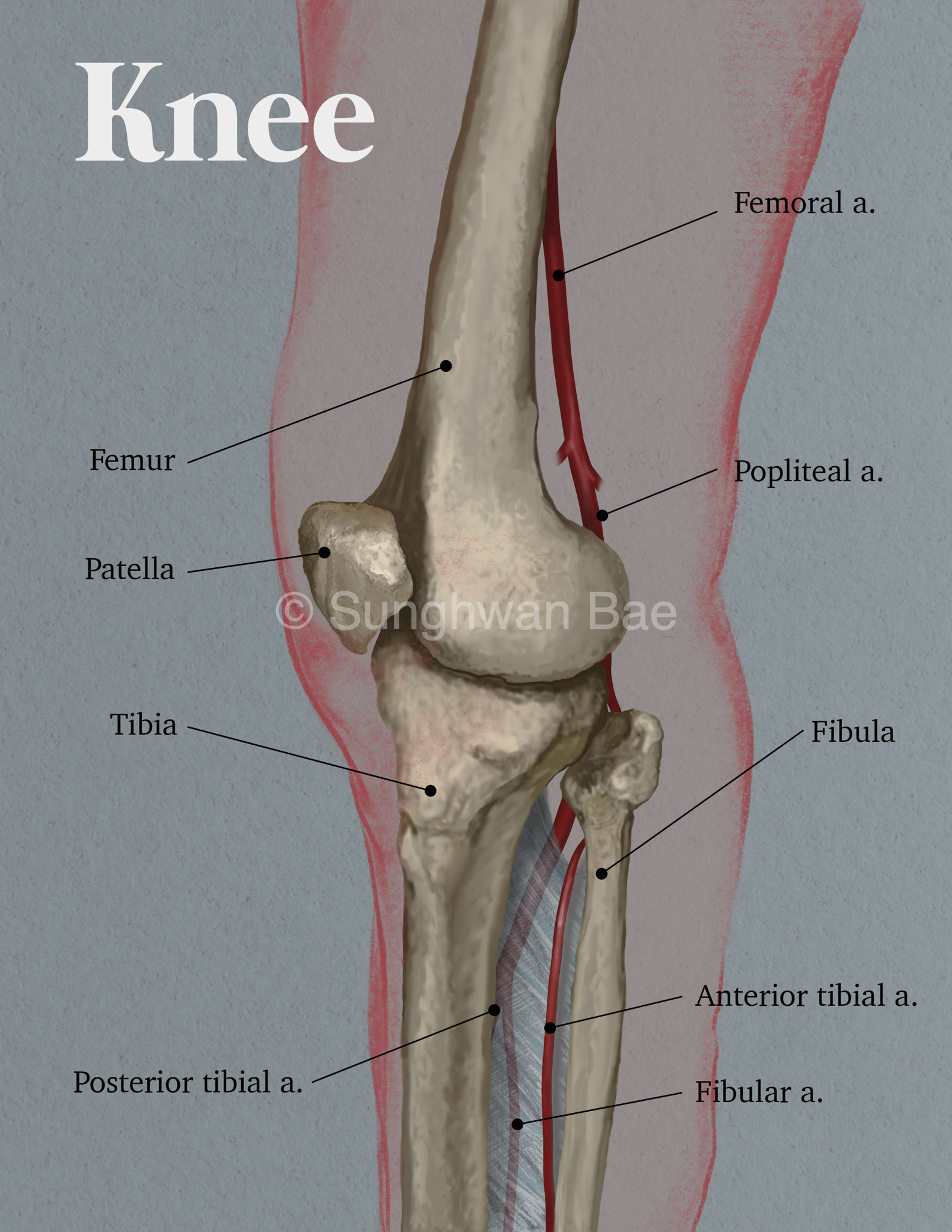 bone, artery anatomy