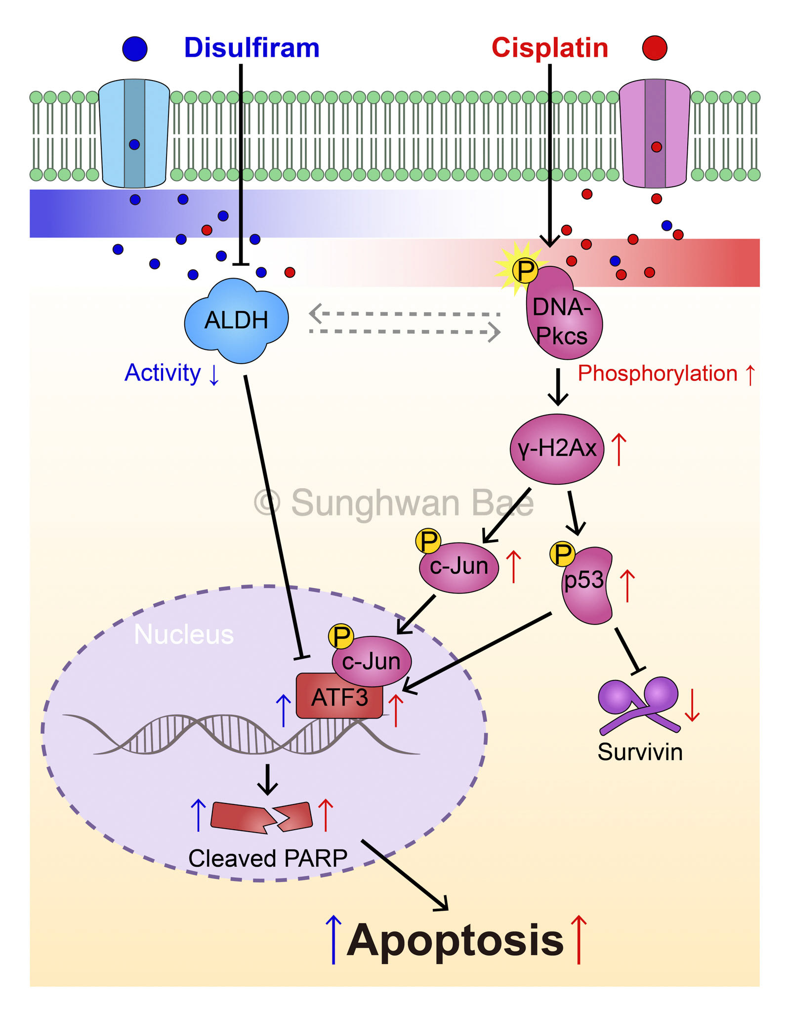 Scientific illustration for Dr.Seung Ah Choi