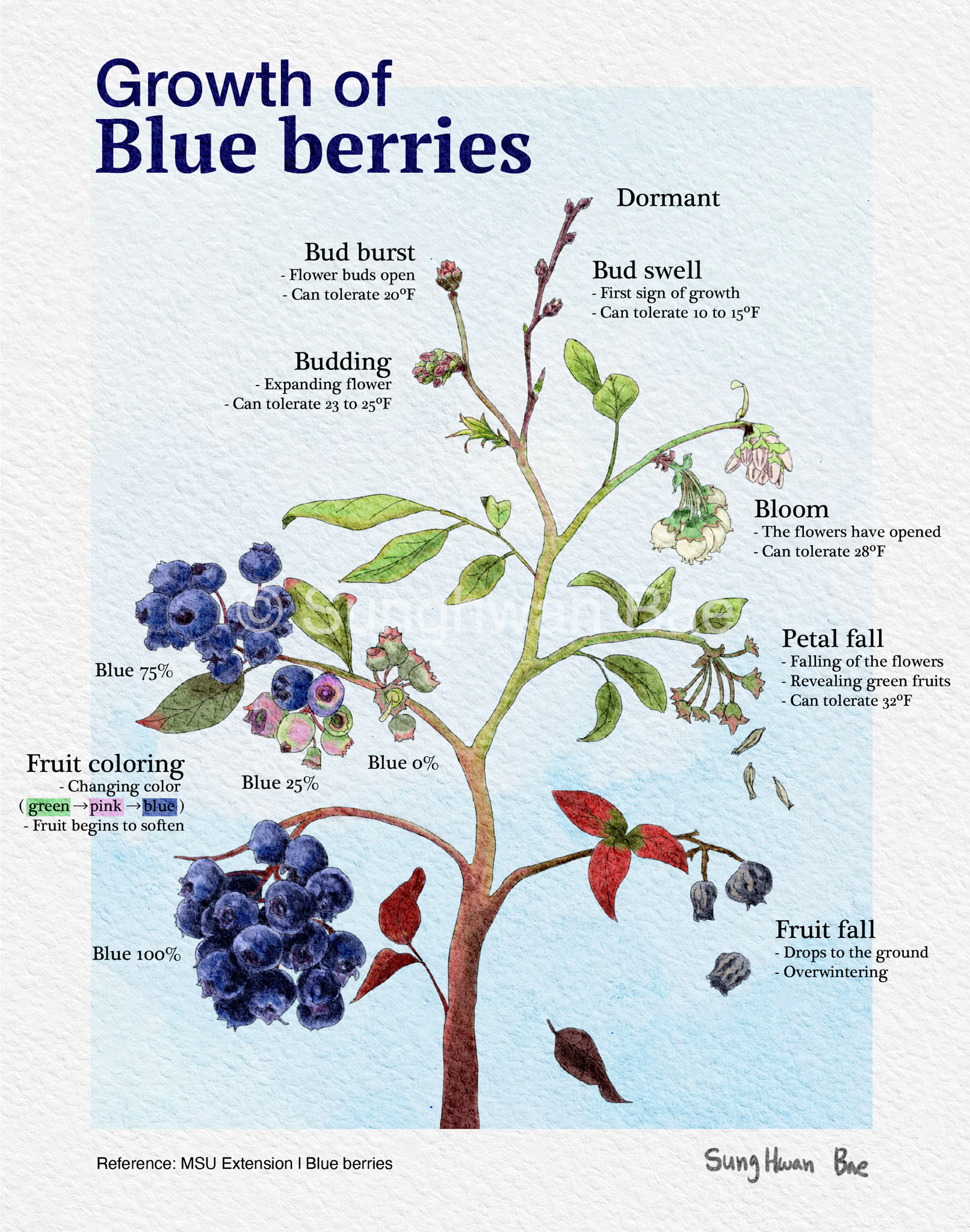 Growth of Bluberries