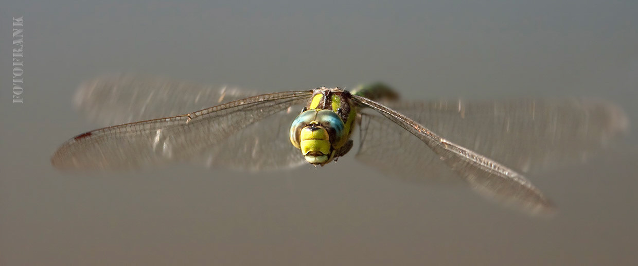 Libelle Mosaikjungfer fliegt frontal im Abendlicht