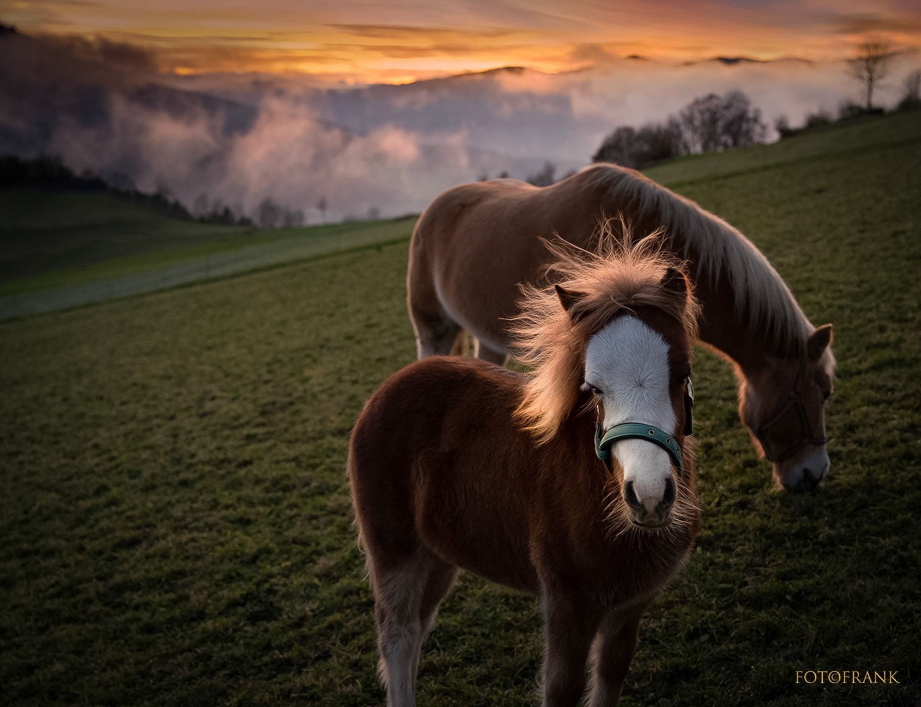 Pferdefohlen mit struppiger Mähne auf der Abendweide des Waldviertels vor aufziehenden Herbstnebeln