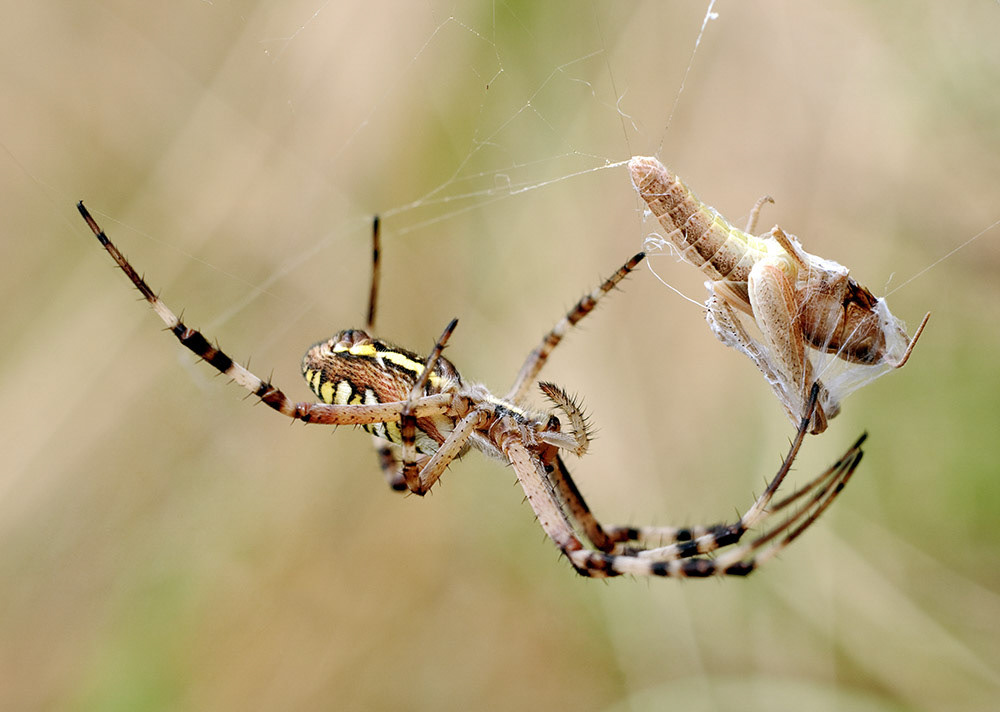 Wesenspinne mit Fresspaket in Frischhaltepackung