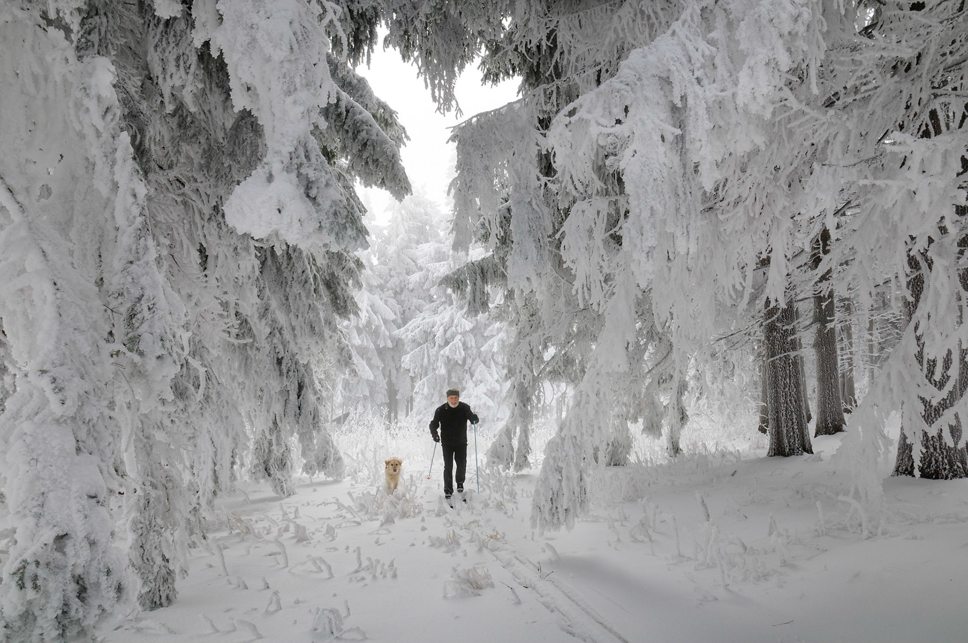 Schilangläufer mit Hund im tief verschneiten Raureifwald am Jauerling in Niederösterreich