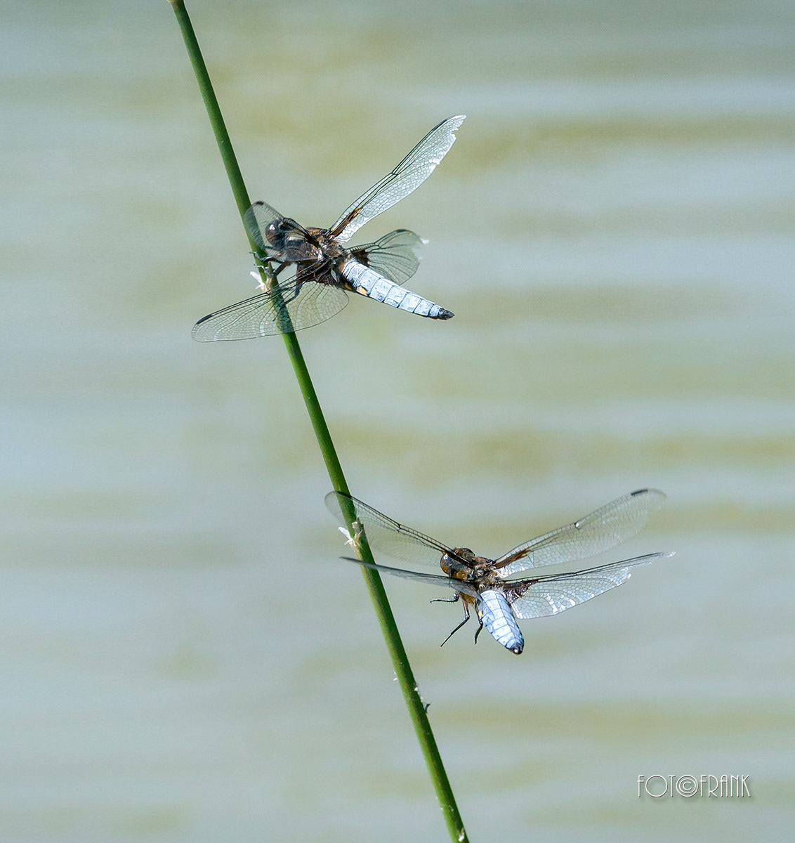 Libelle Plattbauch Anflug und Landung auf einem Grashalm im Teich