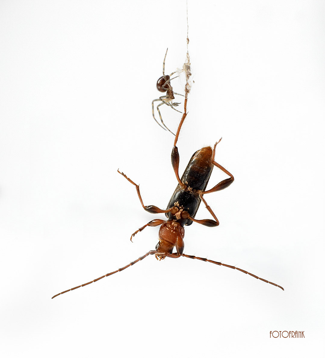 Kleine Spinne hat einen großen Bockkäfer in ihrem Netz gefangen