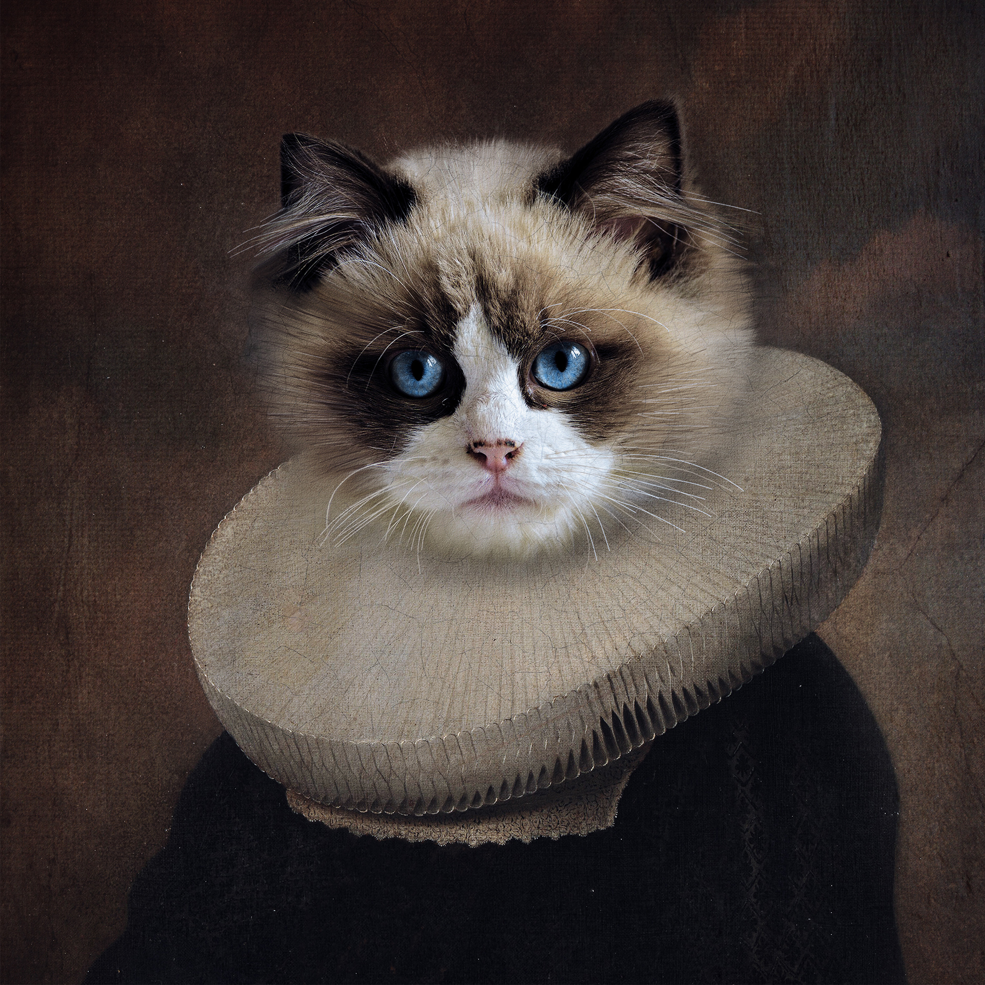 Aristocat