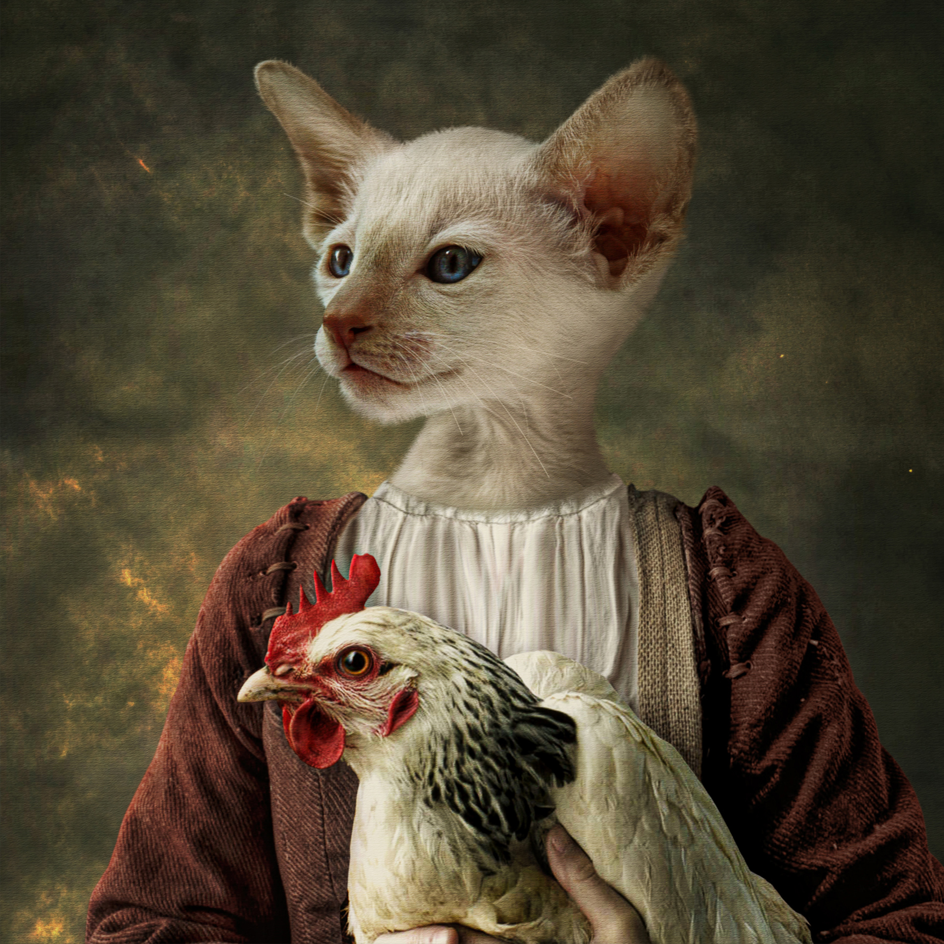 Signora Gatta