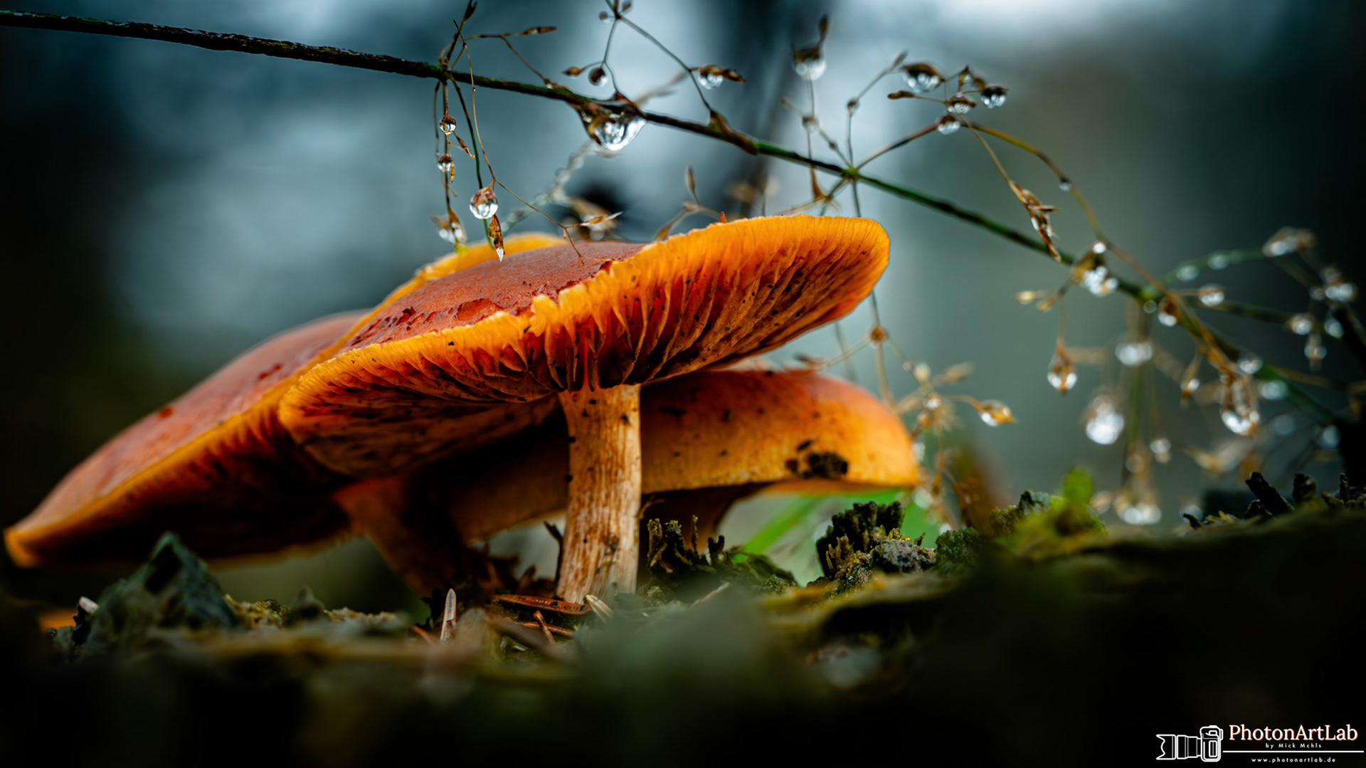 Mushrooms in the Rain