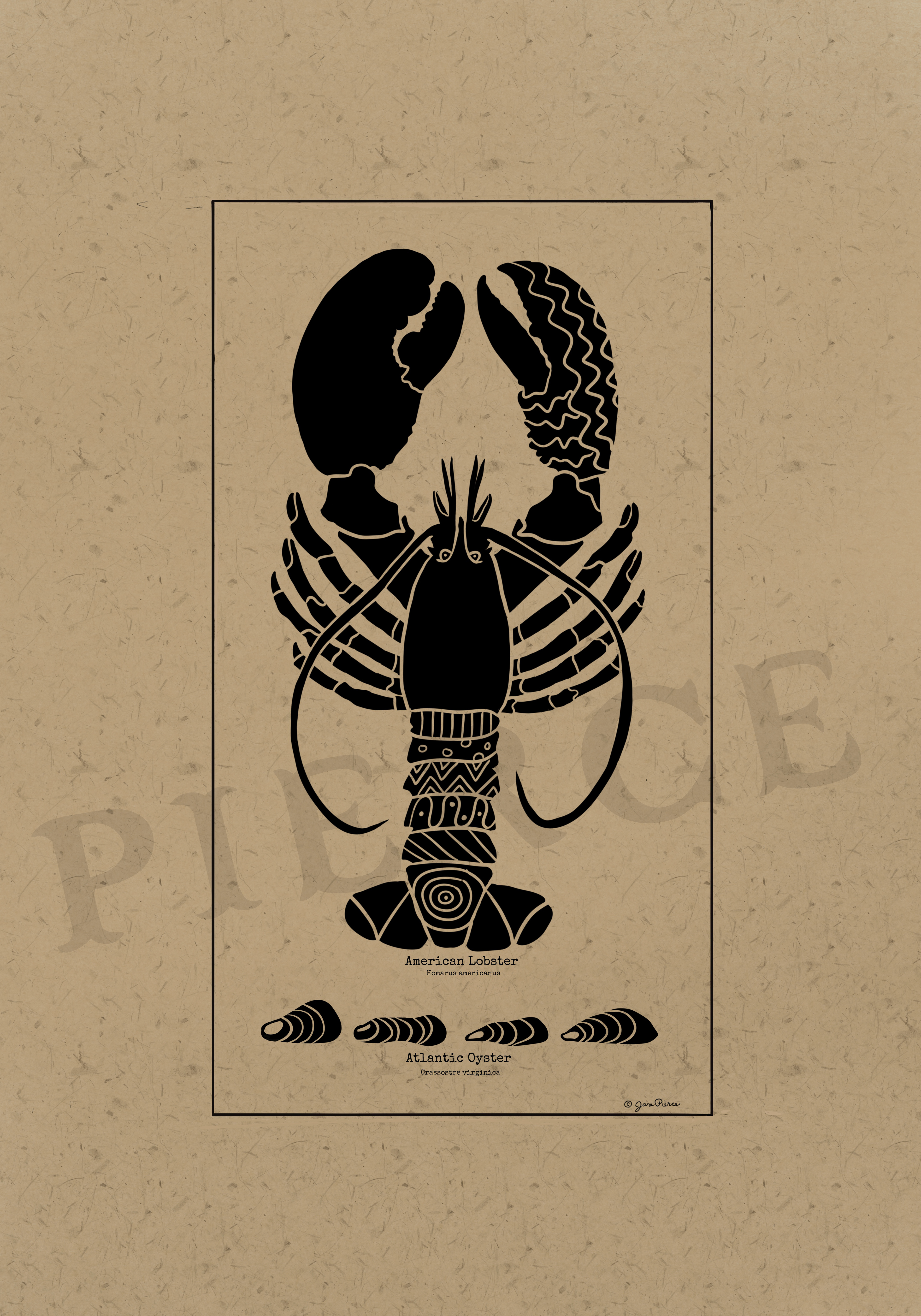 Black ink illustration of an American lobster (Homarus americanus) with intricate tribal patterns on its body and claws, set against a kraft paper background, accompanied by Atlantic oyster (Crassostrea virginica) drawings, from the Oceanic Elegance series.