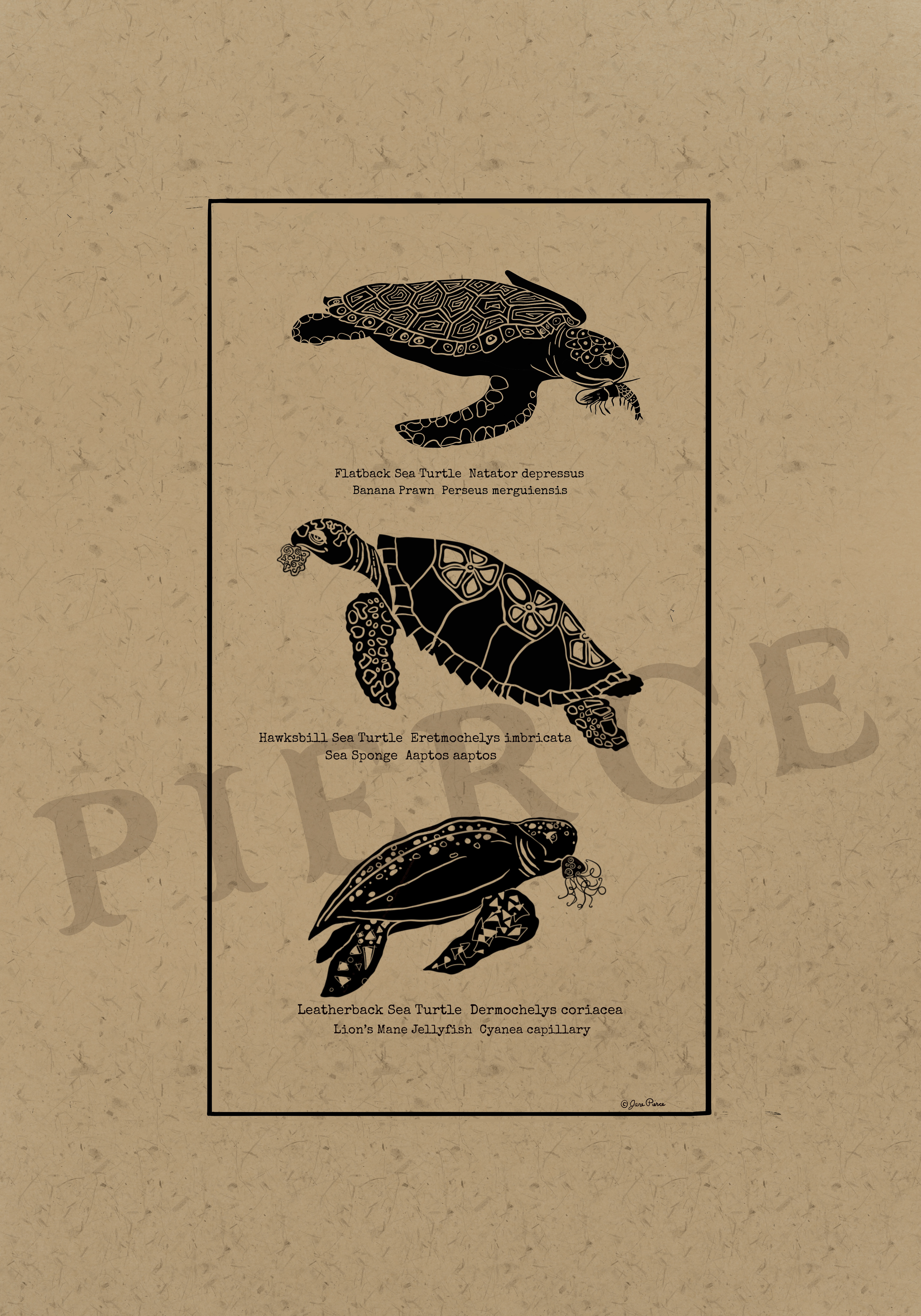 Black ink illustration featuring three sea turtles—flatback sea turtle (Natator depressus) with banana prawn (Fenneropenaeus merguiensis), hawksbill sea turtle (Eretmochelys imbricata) with sea sponge (Aaptos aaptos), and leatherback sea turtle (Dermochelys coriacea) with lion’s mane jellyfish (Cyanea capillata)—with intricate patterns, set against a kraft paper background, from the Oceanic Elegance series.