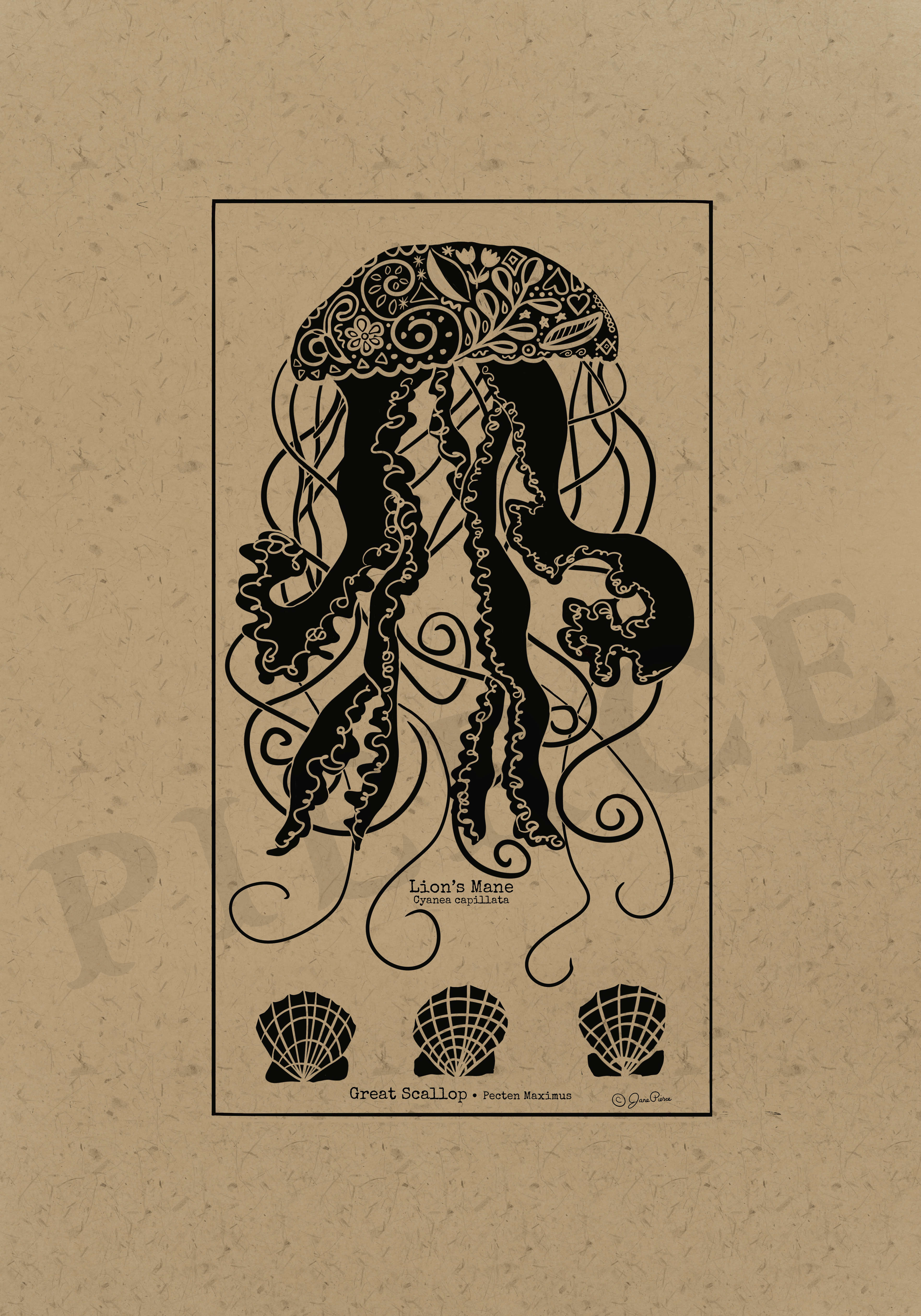 Black ink illustration of a lion’s mane jellyfish (Cyanea capillata) with intricate, flowing tentacles and ornate floral patterns on its bell, set against a kraft paper background, accompanied by three great scallop (Pecten maximus) drawings, from the Oceanic Elegance series.