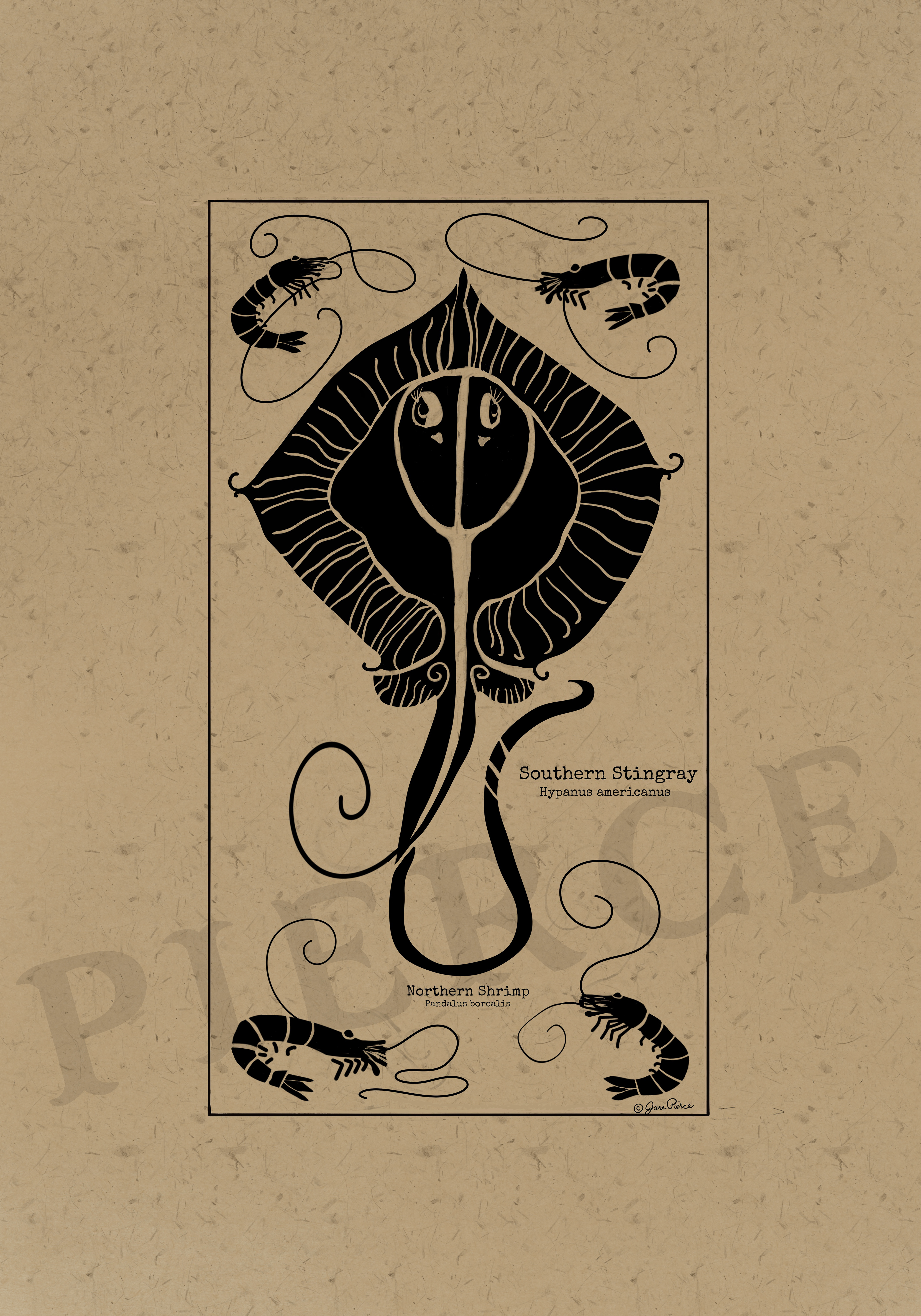 Black ink illustration of a southern stingray (Hypanus americanus) with intricate patterns, surrounded by northern shrimp (Pandalus borealis) drawings, set against a kraft paper background, from the Oceanic Elegance series.