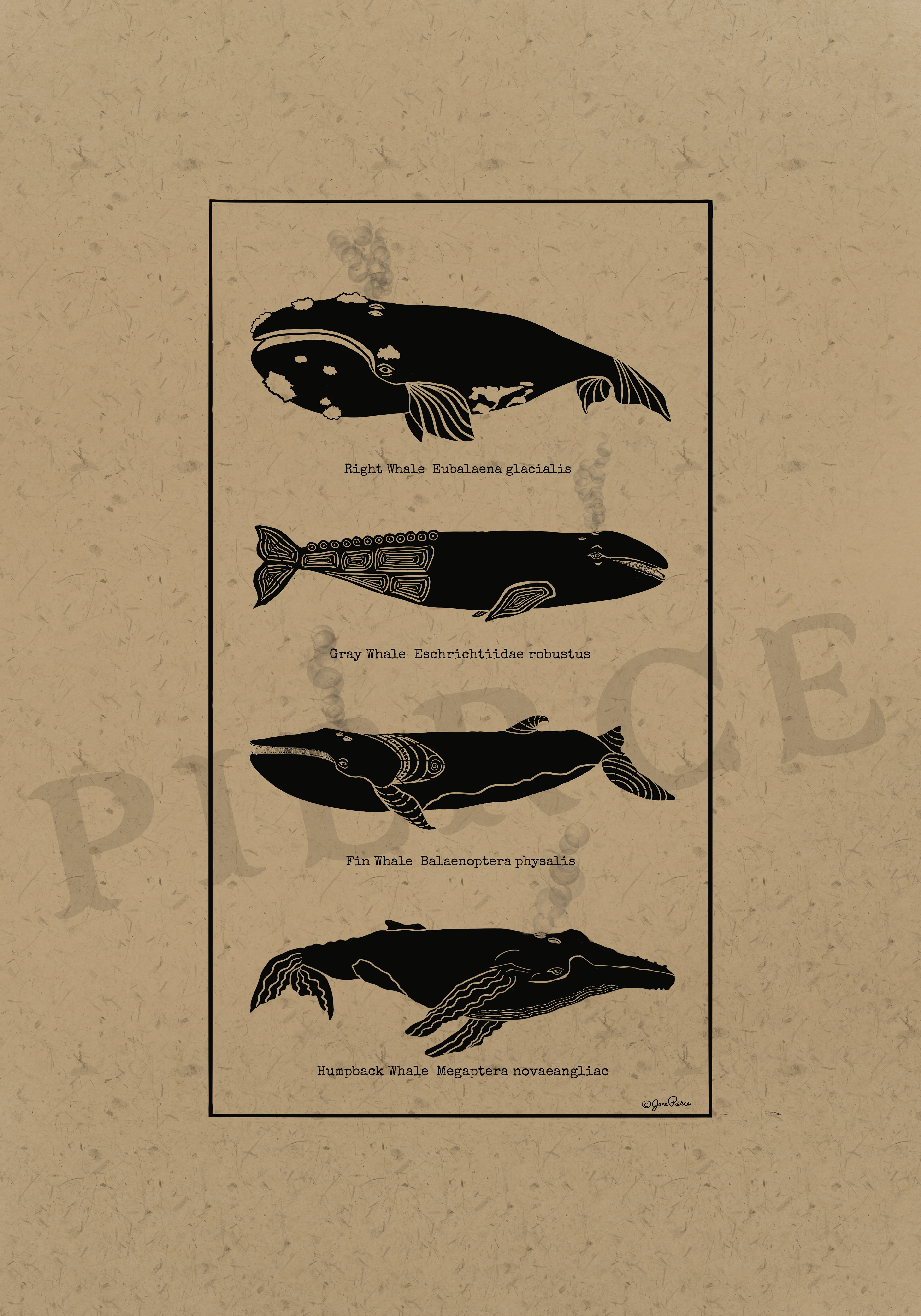 Black ink illustration featuring four whales—right whale (Eubalaena glacialis), gray whale (Eschrichtius robustus), fin whale (Balaenoptera physalis), and humpback whale (Megaptera novaeangliae)—with intricate patterns, set against a kraft paper background, from the Oceanic Elegance series.