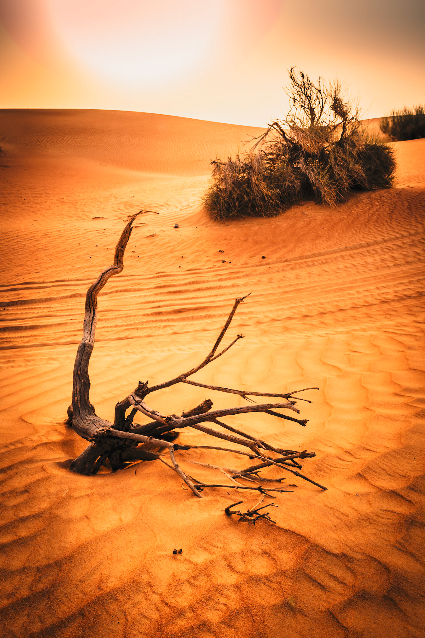 Desert Sunset - Dubai