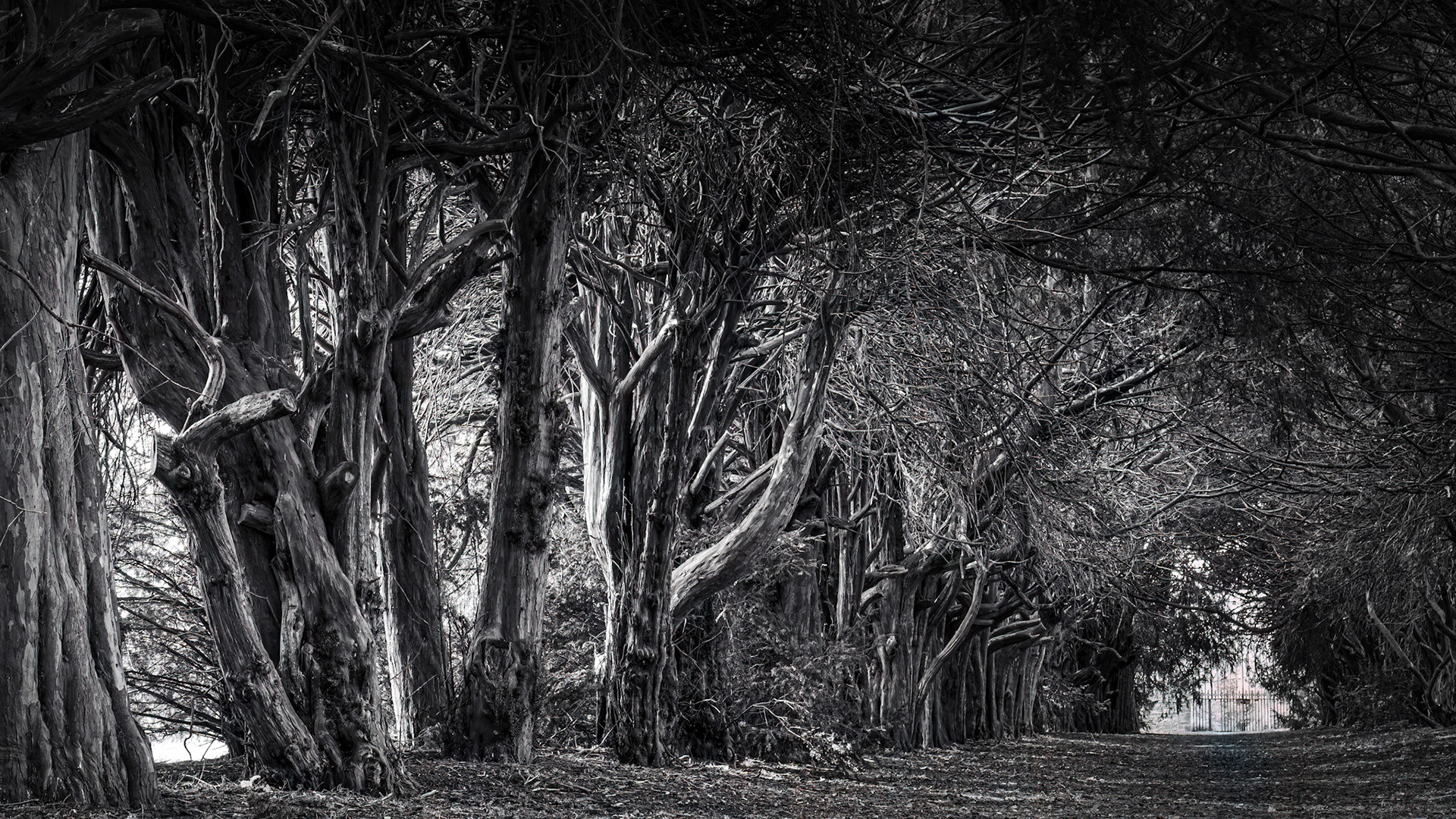 Avenue of Trees, Easton Walled Gardens