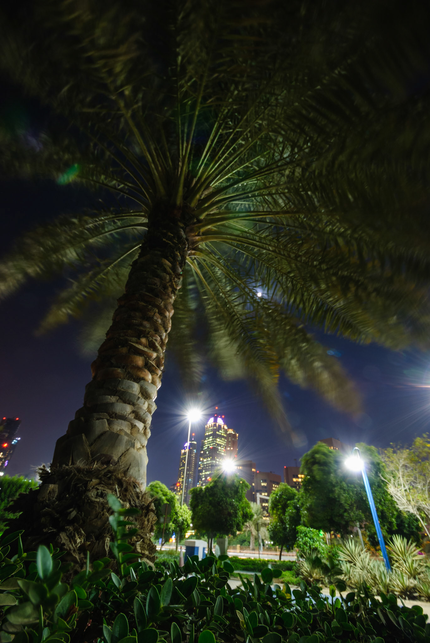 Palm tree in the wind