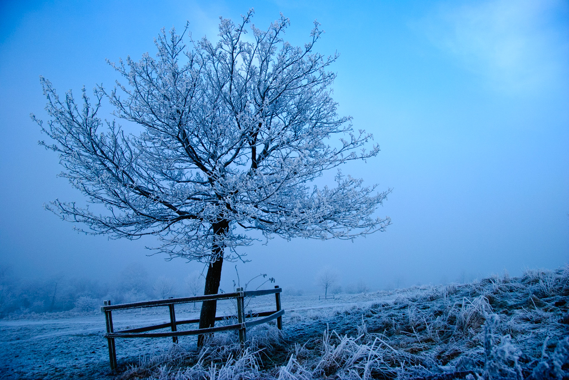Icy Tree - Lincolnshire