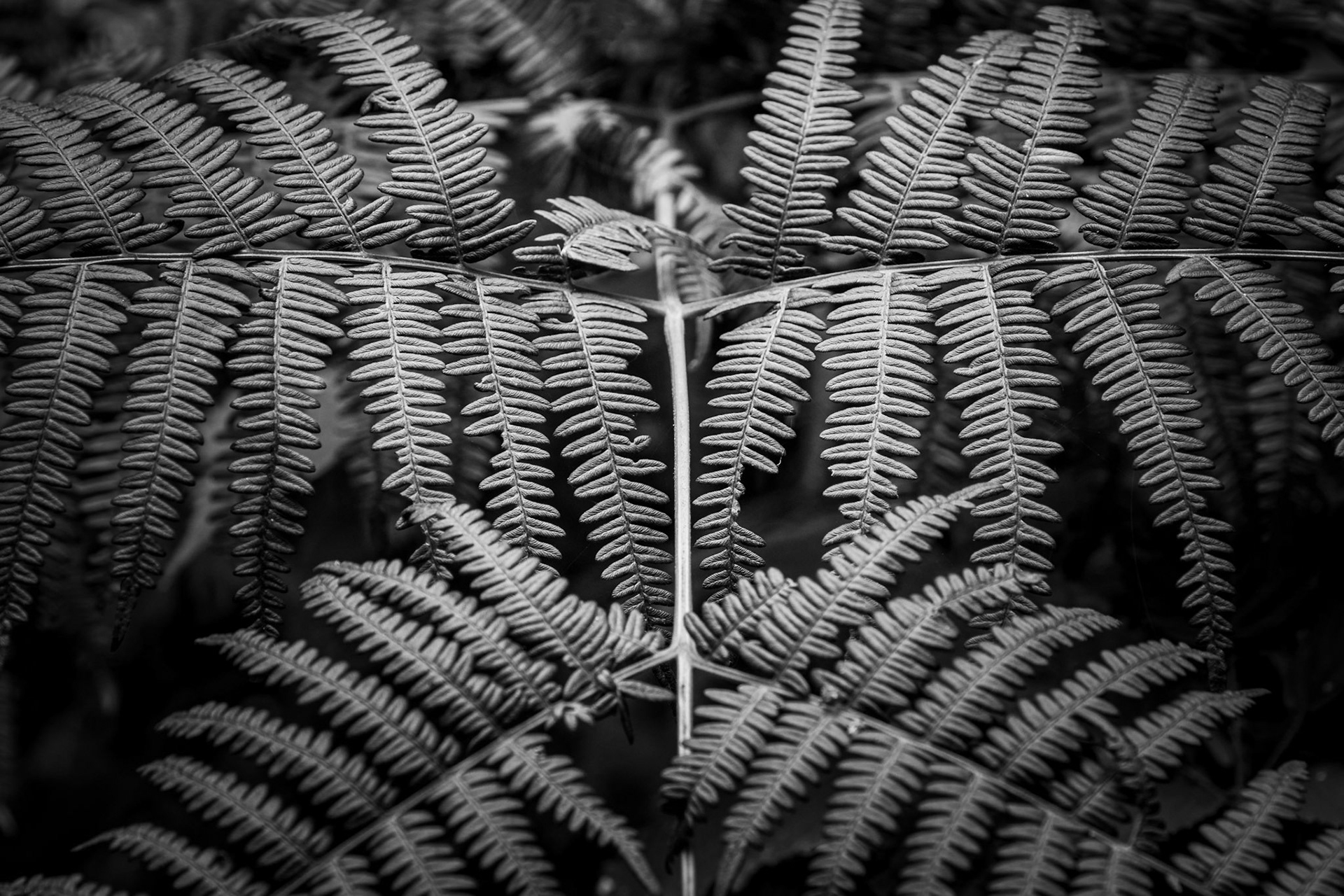 Fern