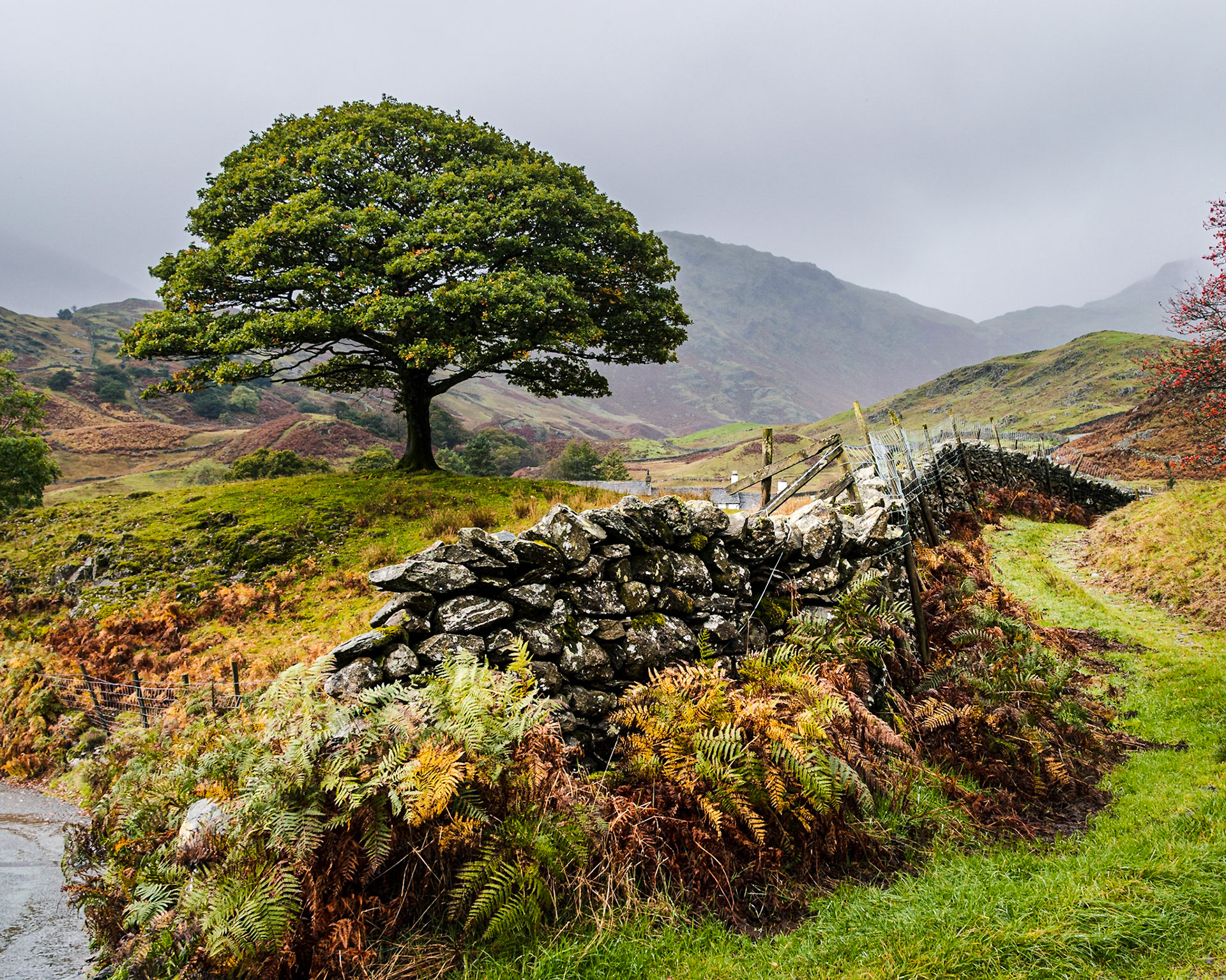 Tree and Wall - Lake District