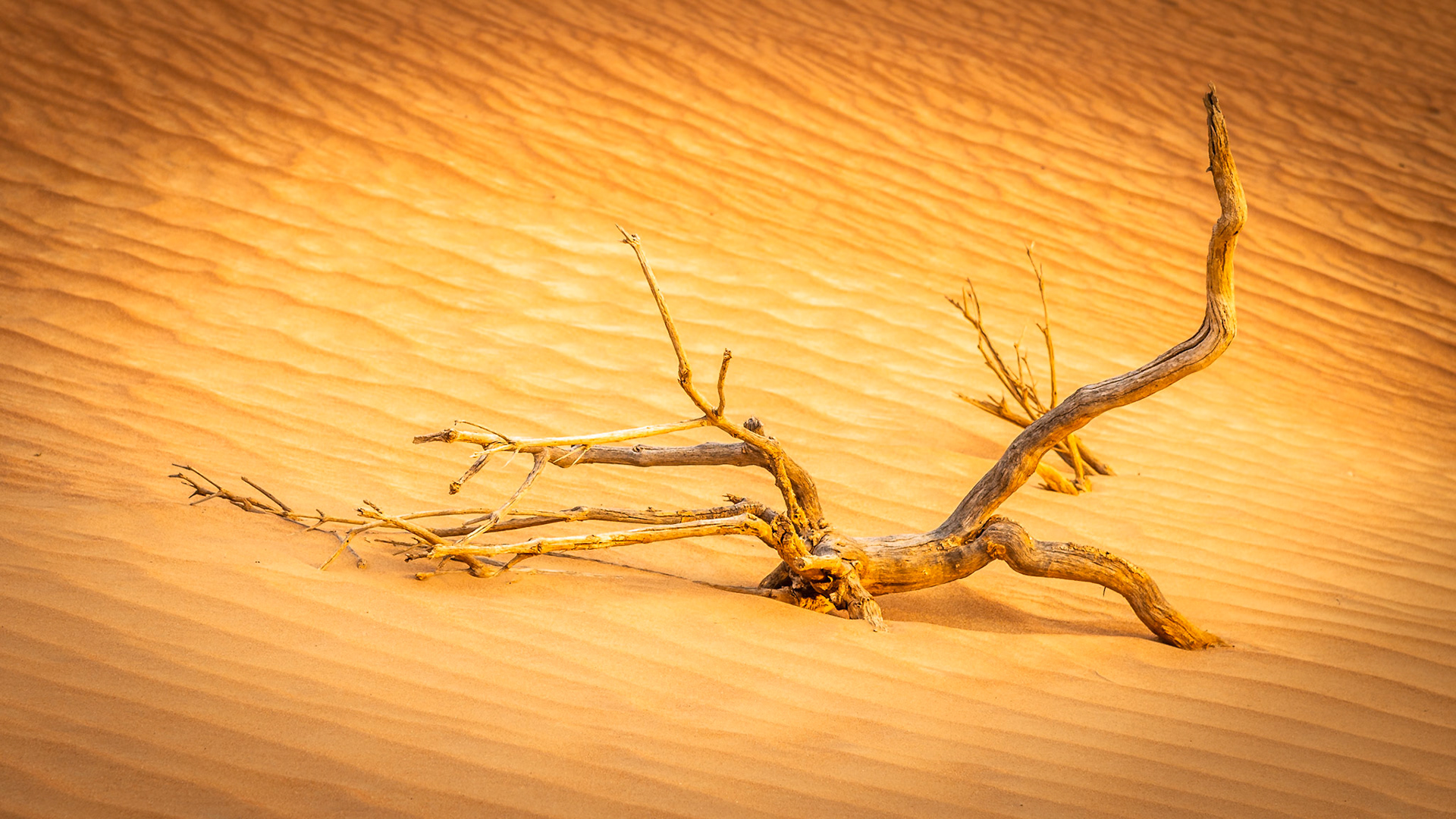 Desert Sunset - Dubai