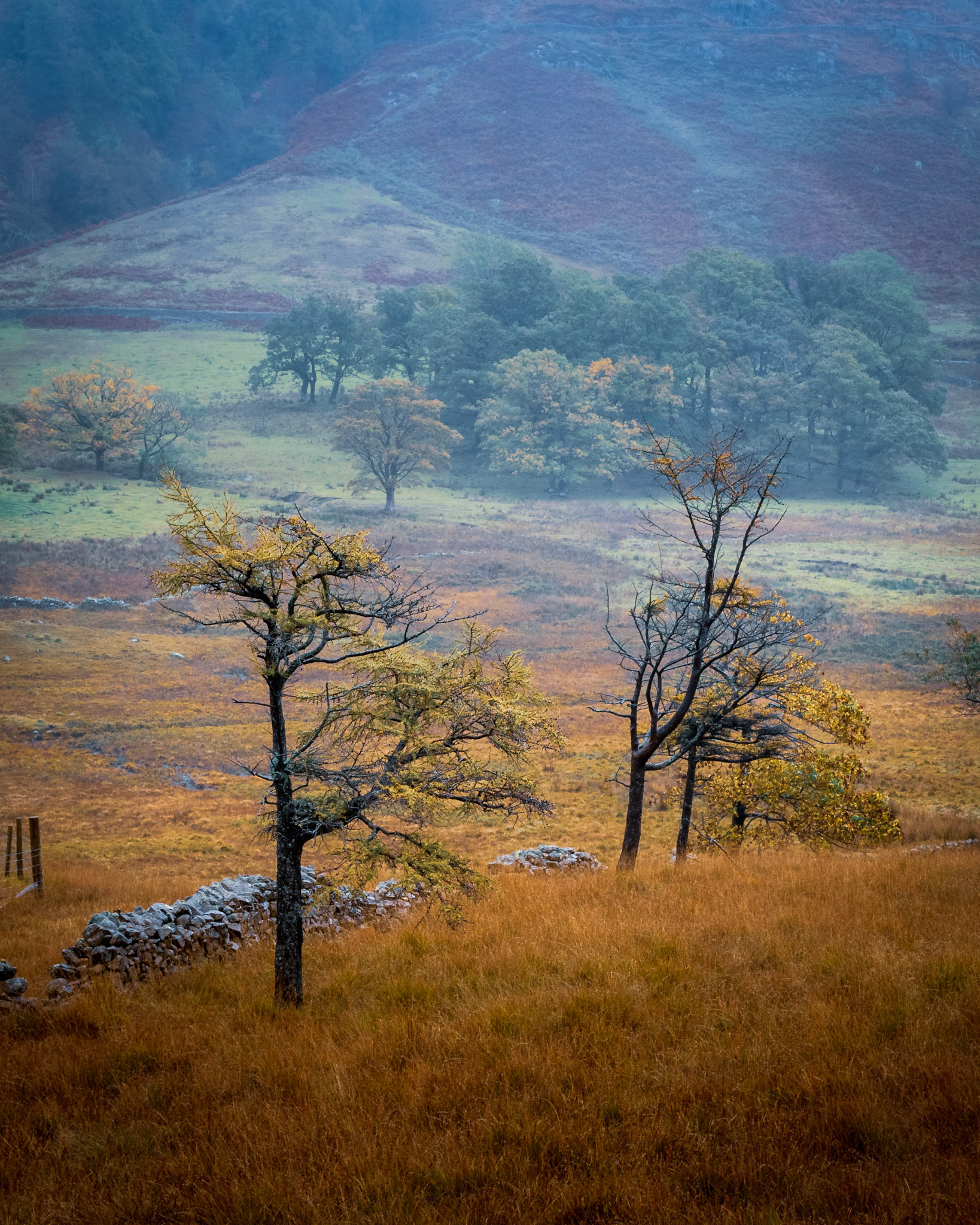 The Trees - Lingmor Fell, Lake District