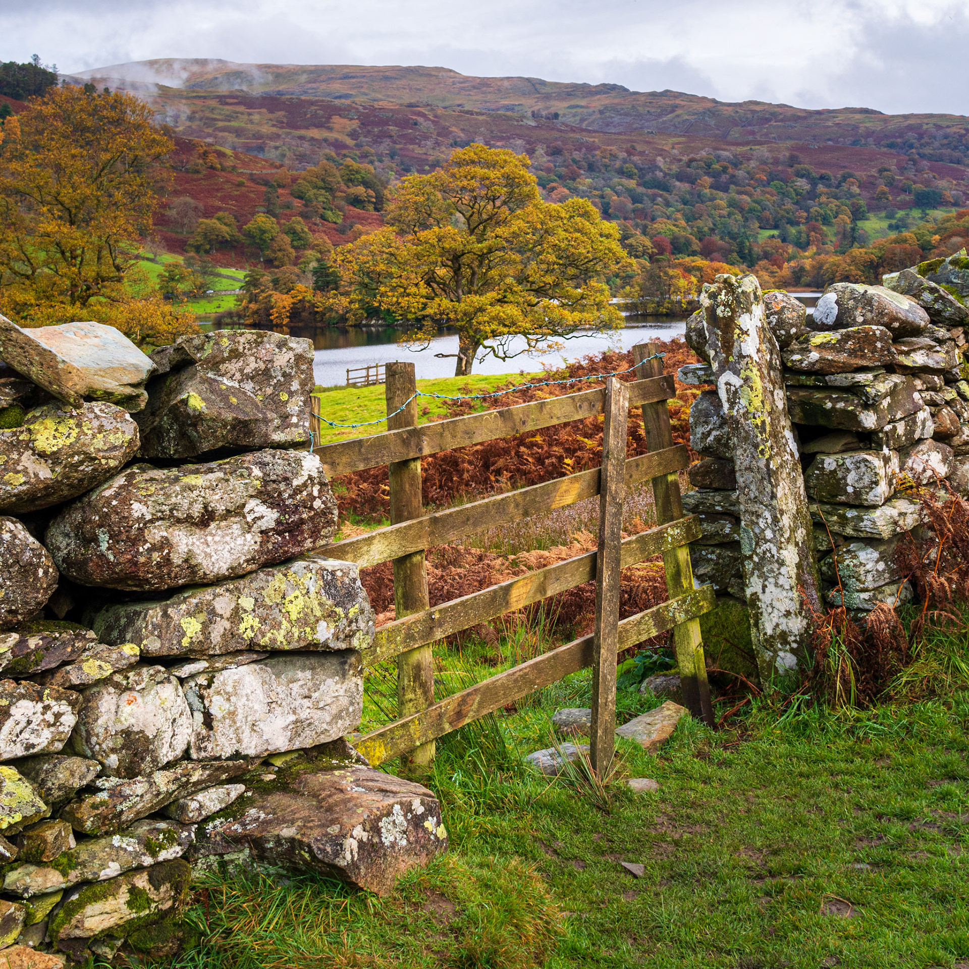 Gate and Tree - Lake District