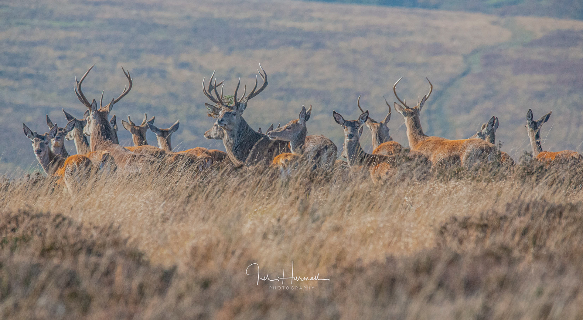 Exmoor Stags and Hinds