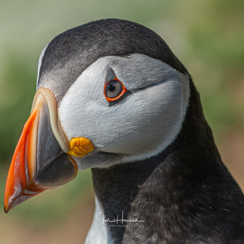 Melancholy Puffin