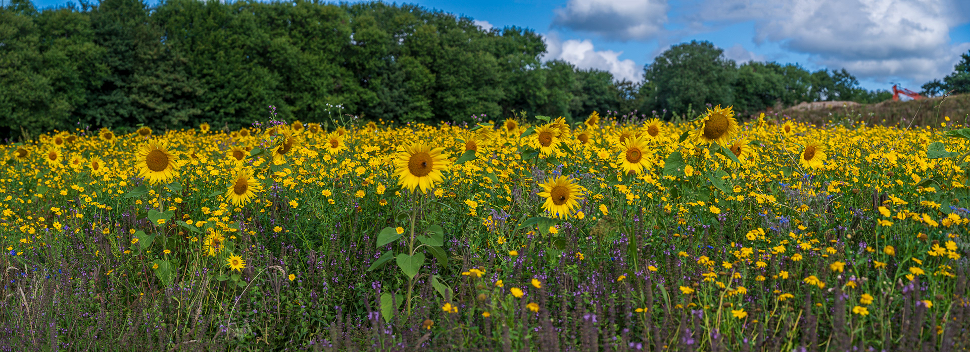 Sunflower Panorama