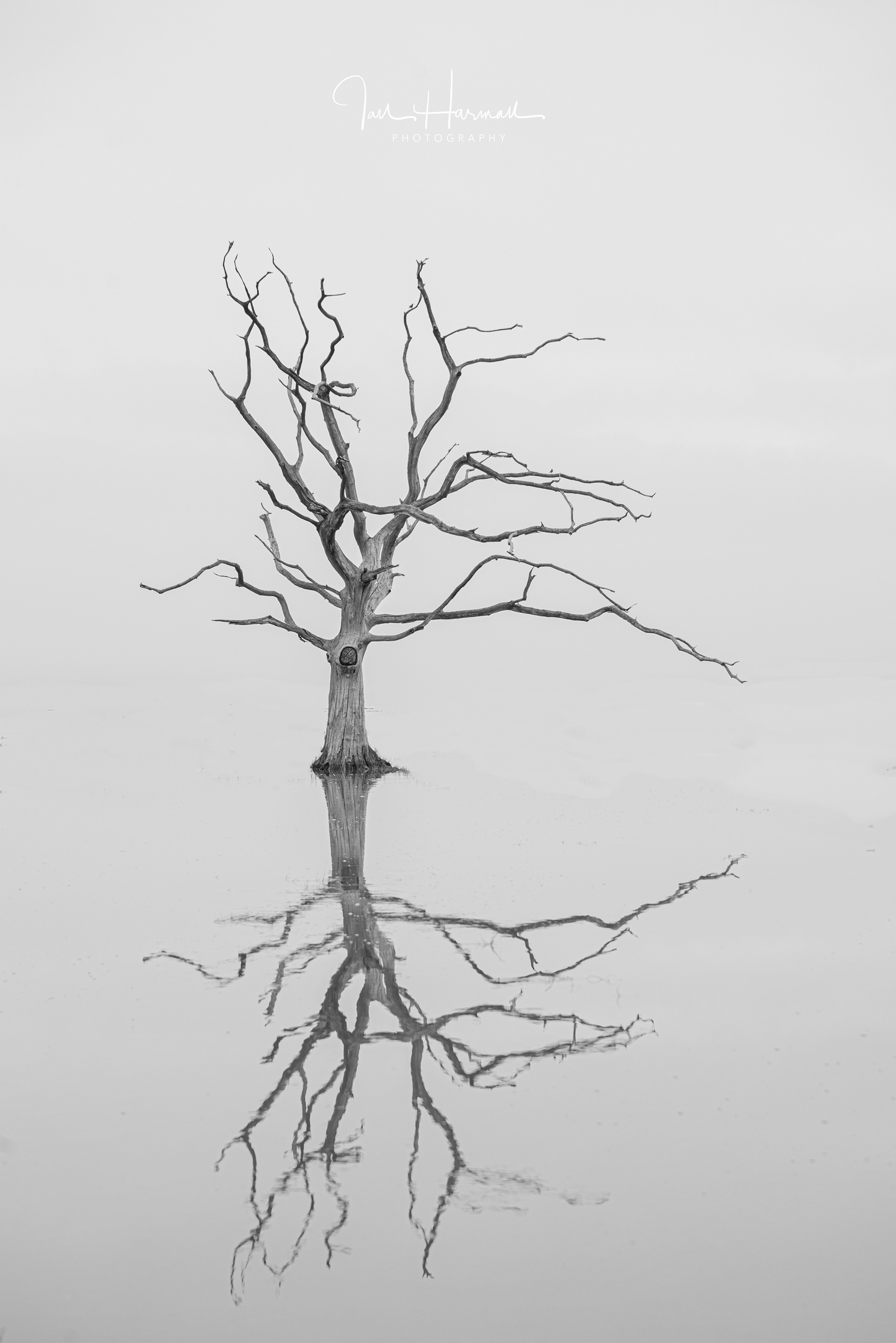 Dead Tree