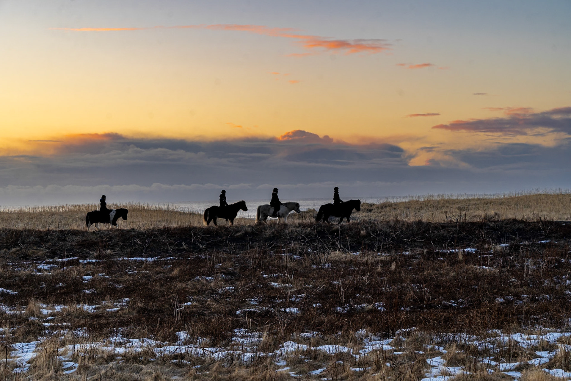 Icelandic Horse at Vik