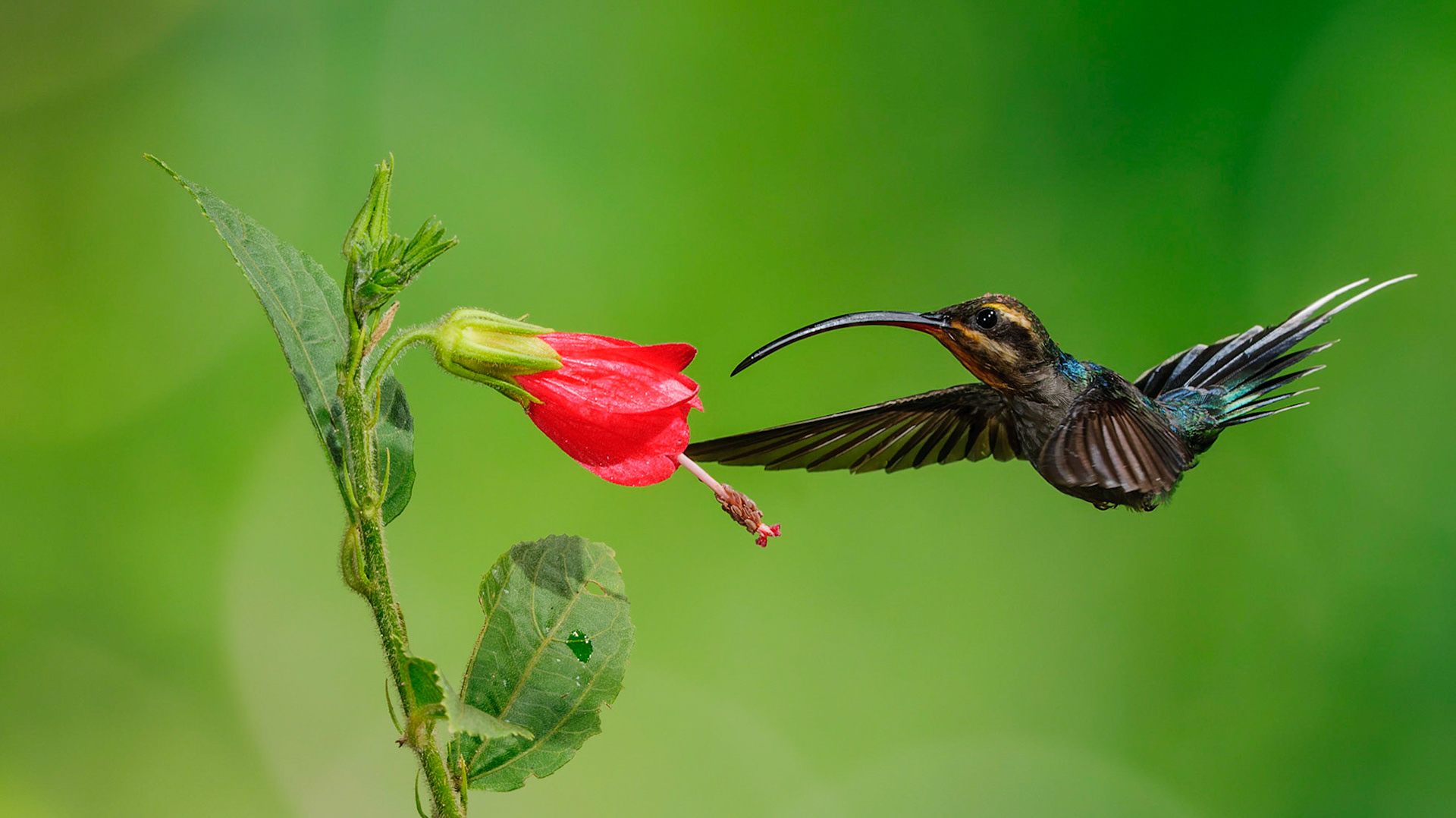 Green Hermit, Phaethornis guy pollinating Turk's Cap Hibiscus, Malvaviscus concinnus