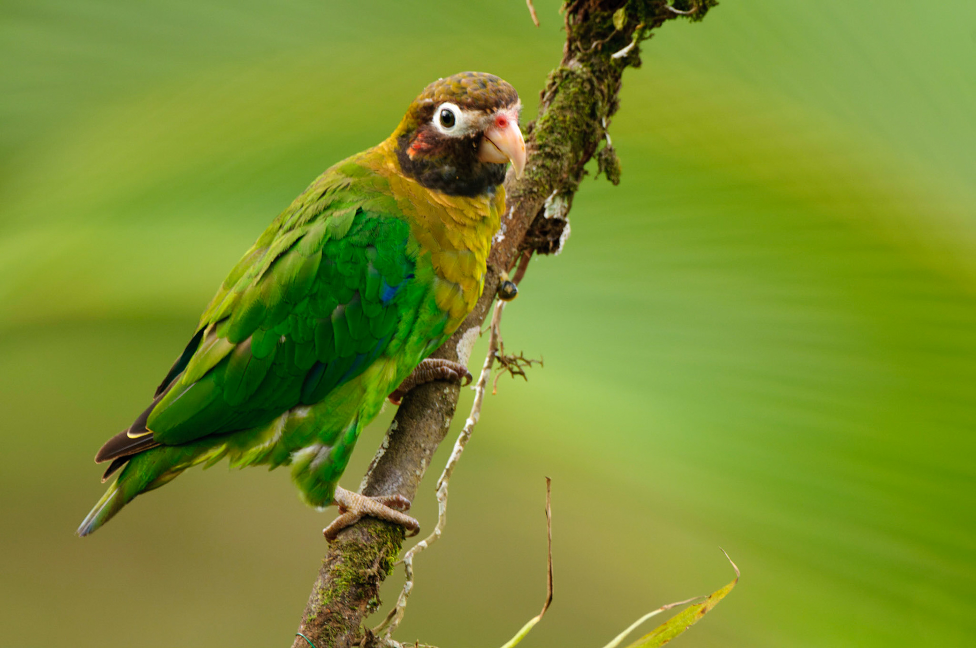 Brown-hooded Parrot, Pyrilia haematotis