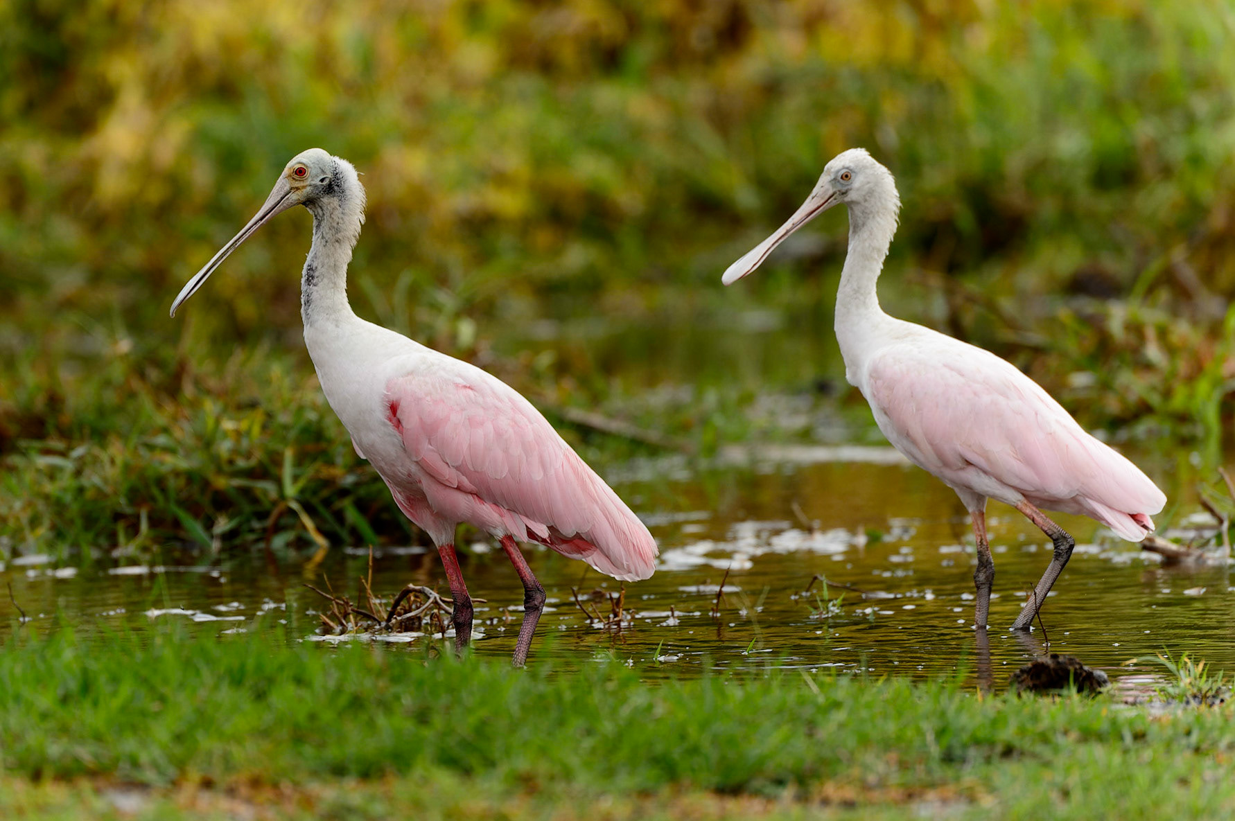 Roseate Spoonbill,Platalea ajaja