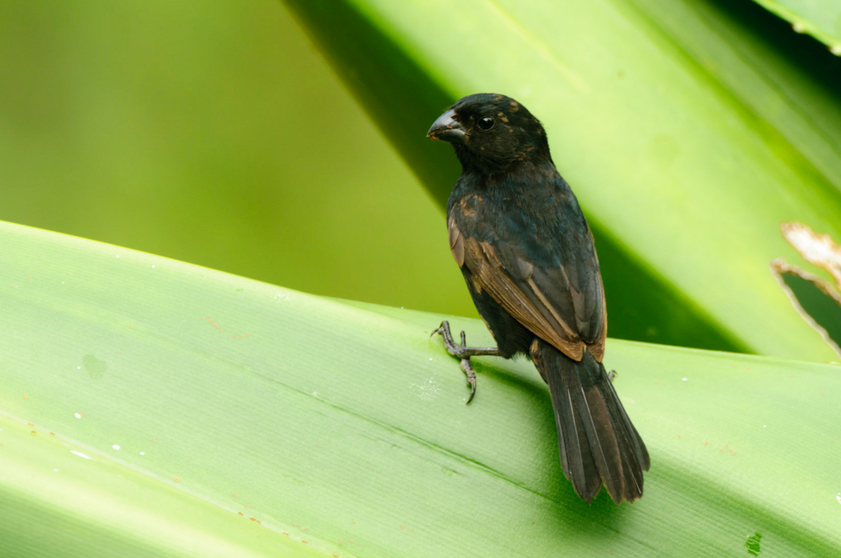 Variable Seedeater, Sporophila corvina