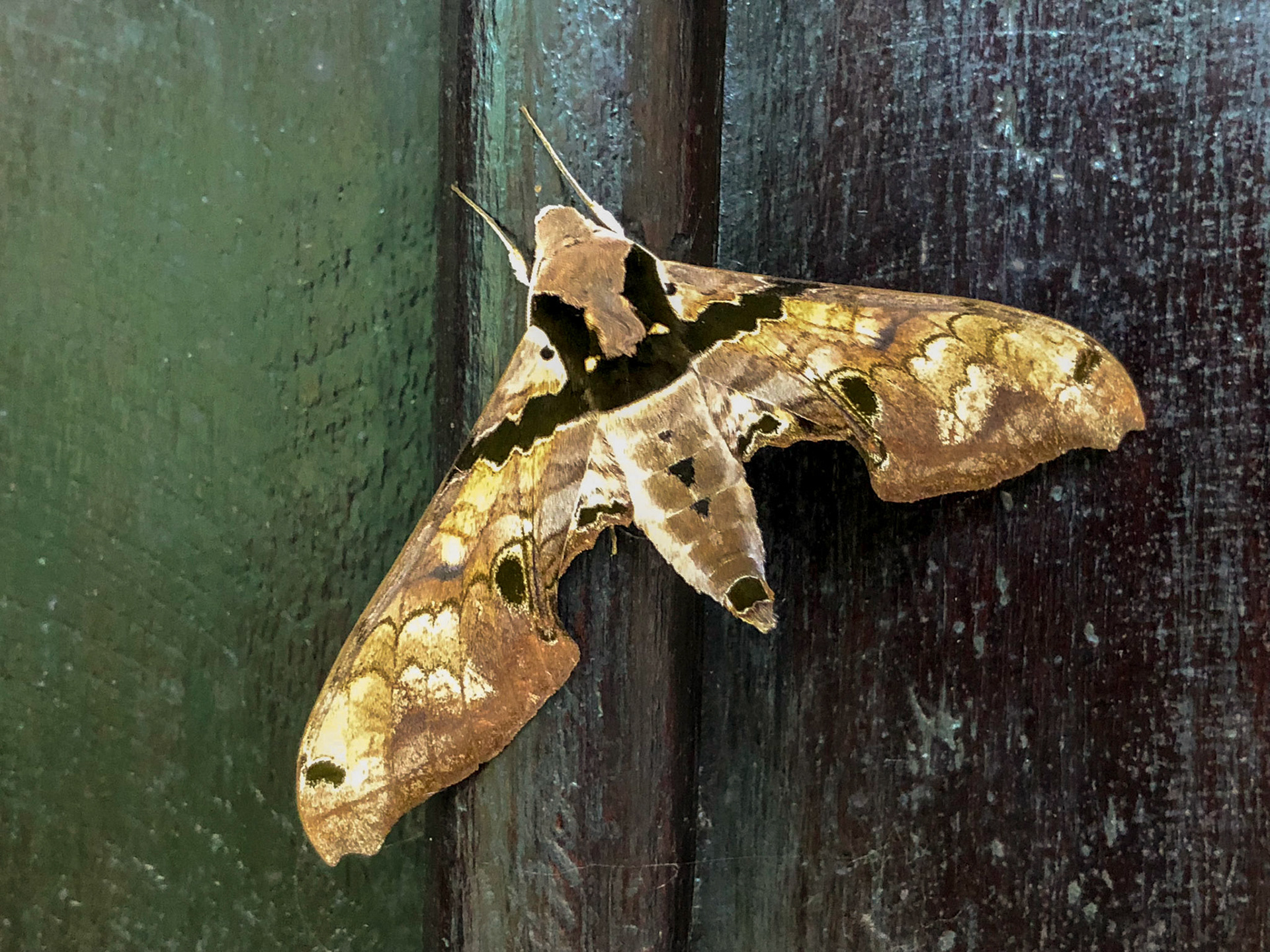 Sphinx Moth, Adhemarius sexoculata
