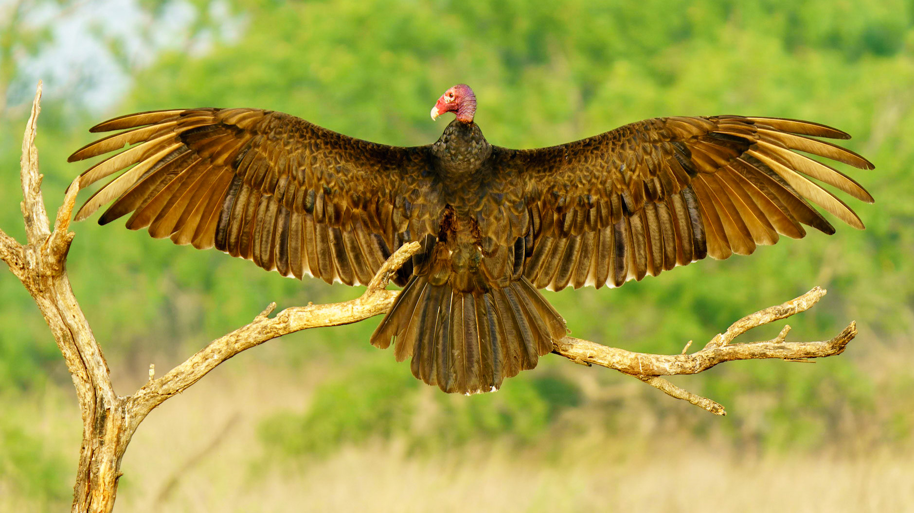 Turkey Vulture, Cathartes aura