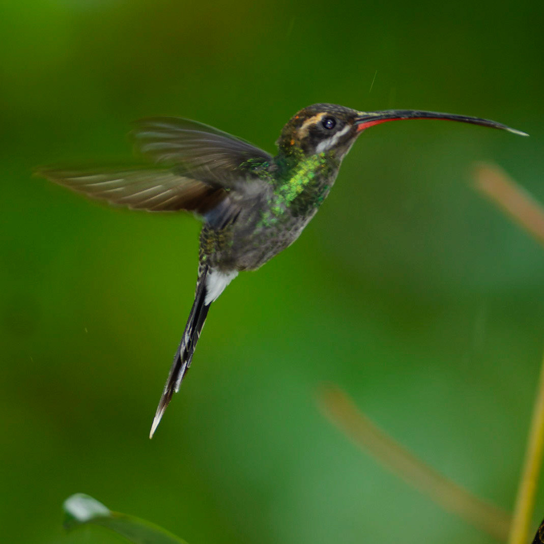 White-whiskered Hermit, Phaethornis yaruqui