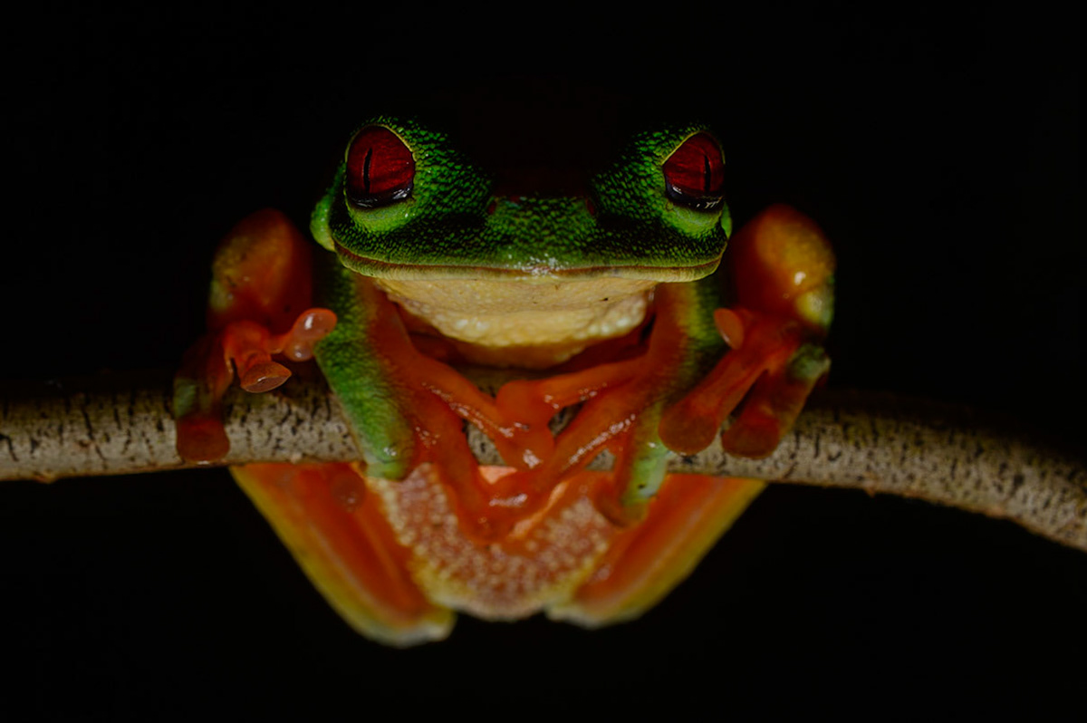 Red-eyed-Tree Frog, Agalychnis callidryas