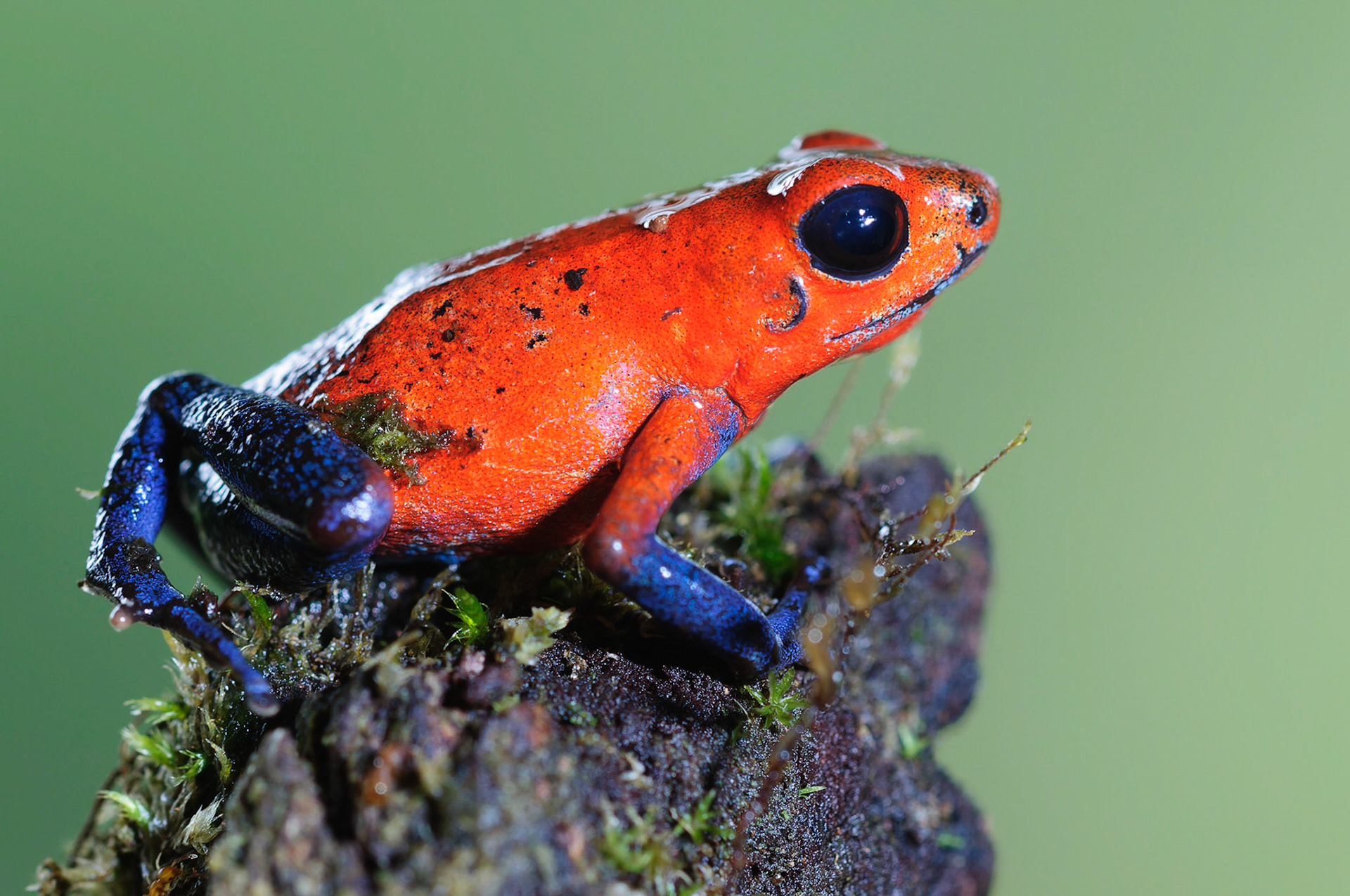 Strawberry Poison Frog, Oophaga pumilio